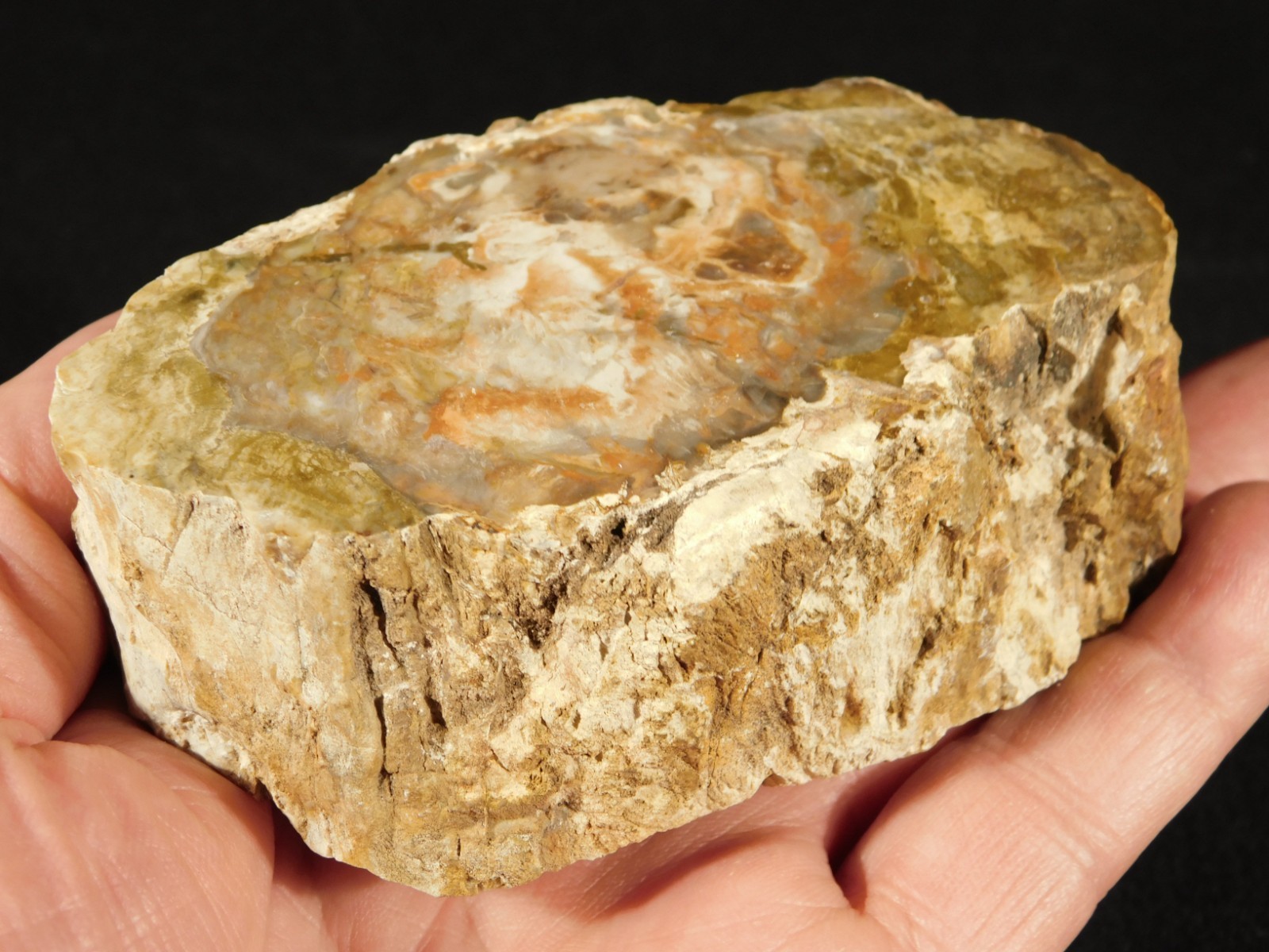 Nice BARK! 225 Million Year Old! Polished Petrified WOOD Fossil Madagascar 395gr