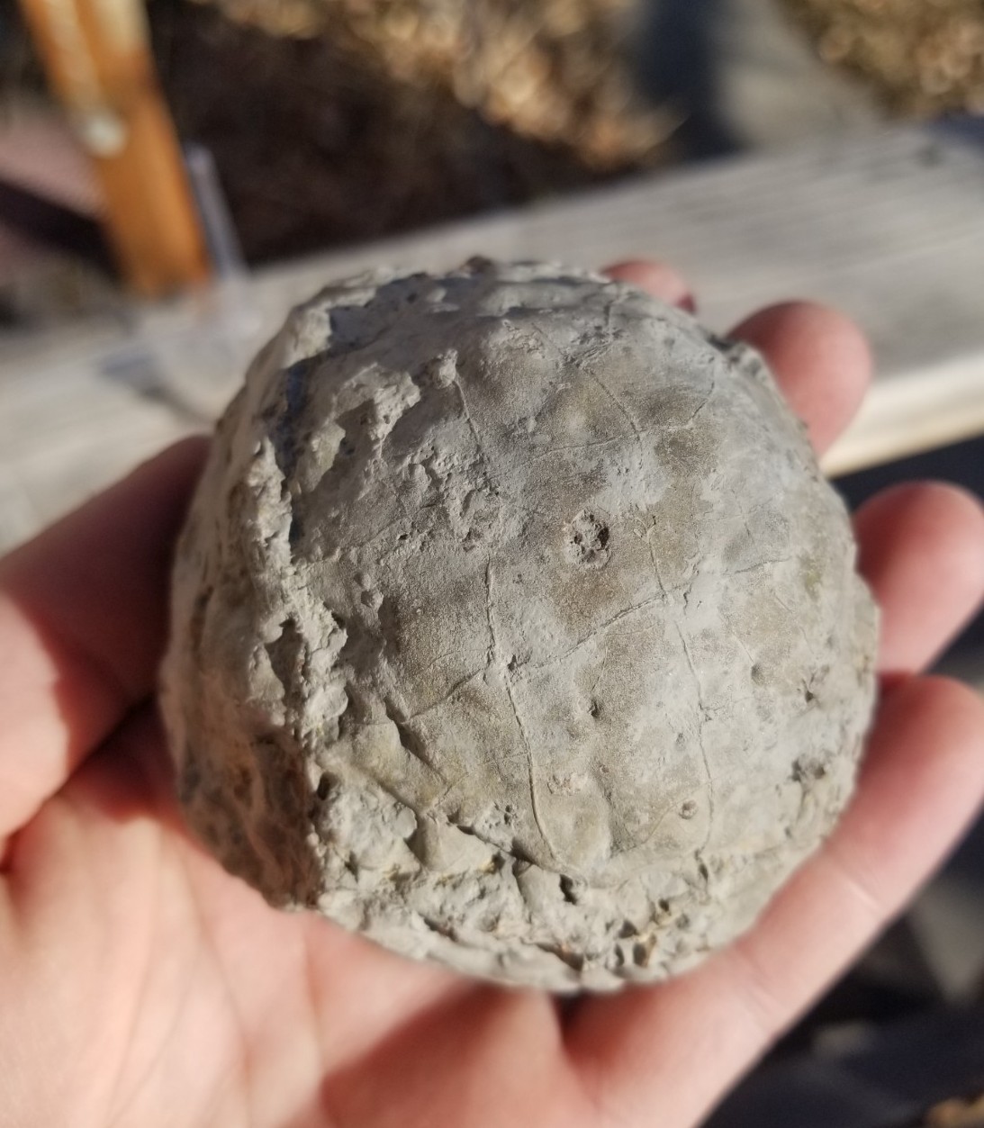 Nice Richardson Ranch Thunder Egg Geode 3″ Polished Half Specimen Opaque Banding