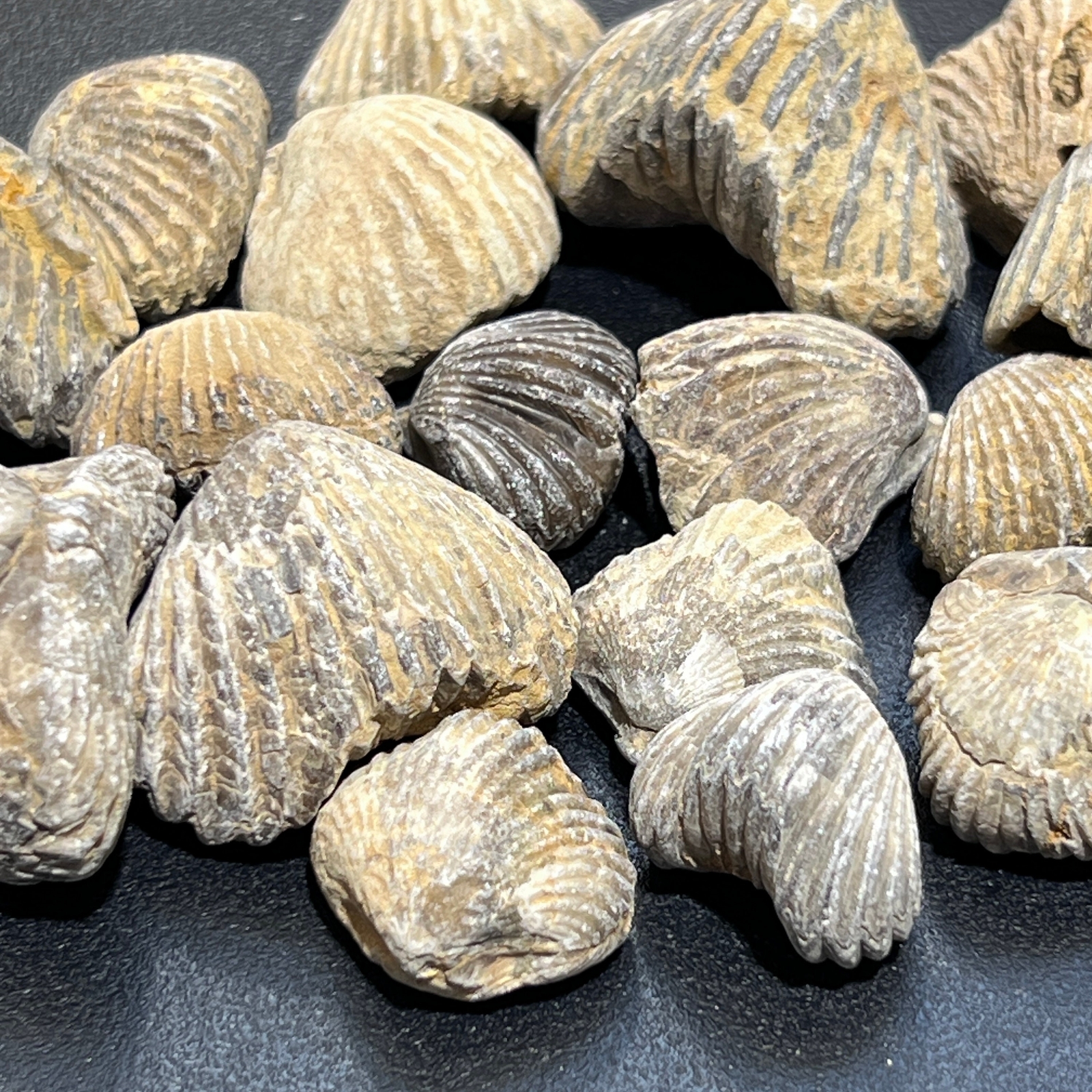 Brachiopod Shell Fossils Collection Bulk Wholesale Lot Fossil From Morocco