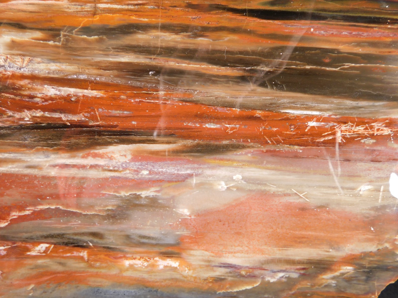 Big! 210 MILLION Year Old! Polished Petrified RAINBOW WOOD Fossil Arizona 1960gr