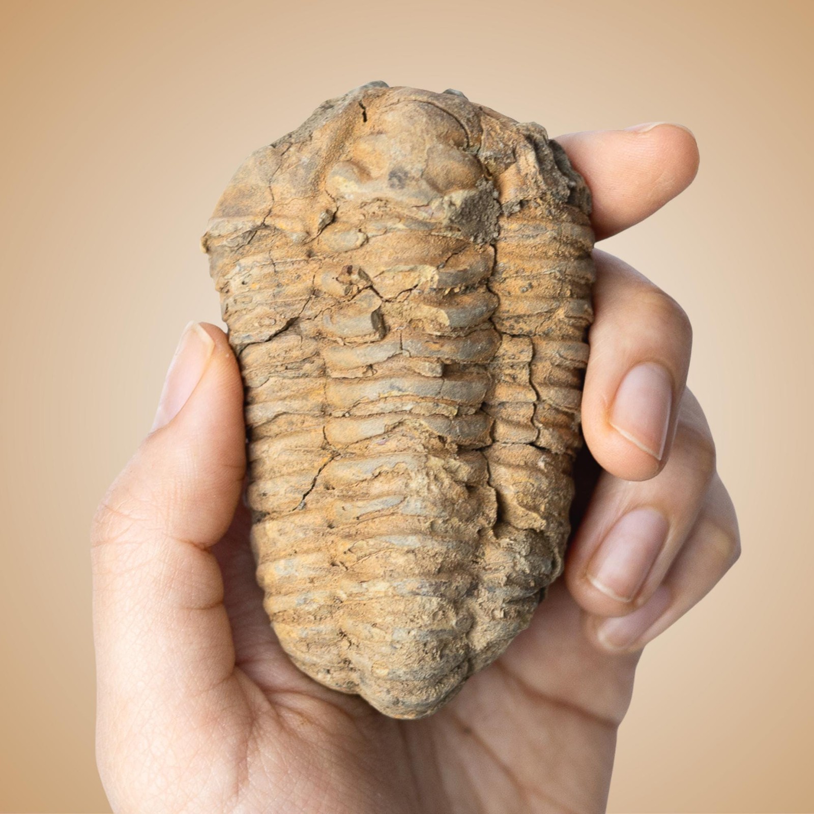 Trilobite Fossil Natural Ancient Specimen Prehistoric Marine Collector Gift