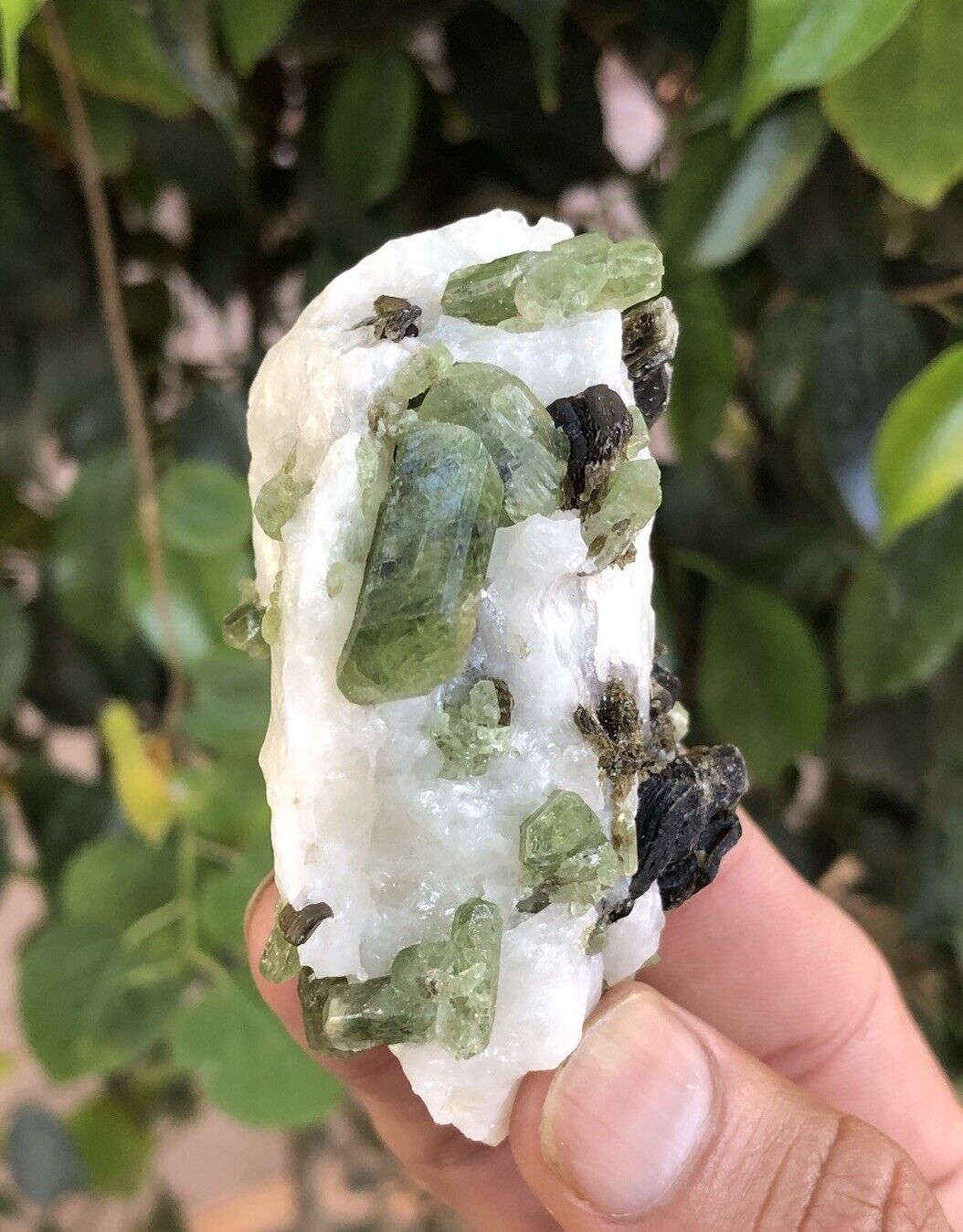 Natural rare green diopside crystals on white calcite with brown phlogopite