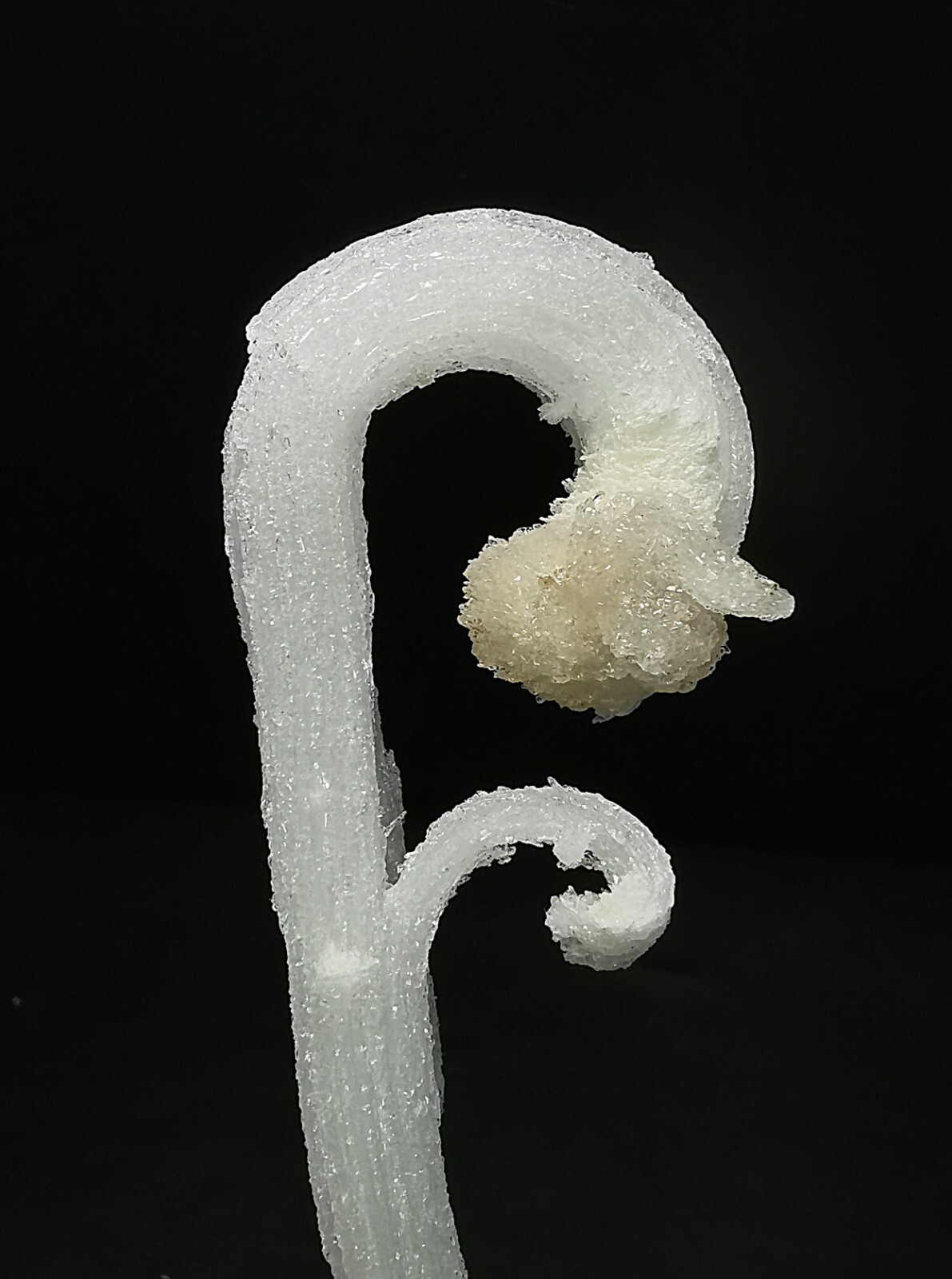 50gNatural ‘Ram’s Horn’ shape Selenite (Gypsum), Natural Mineral Specimen