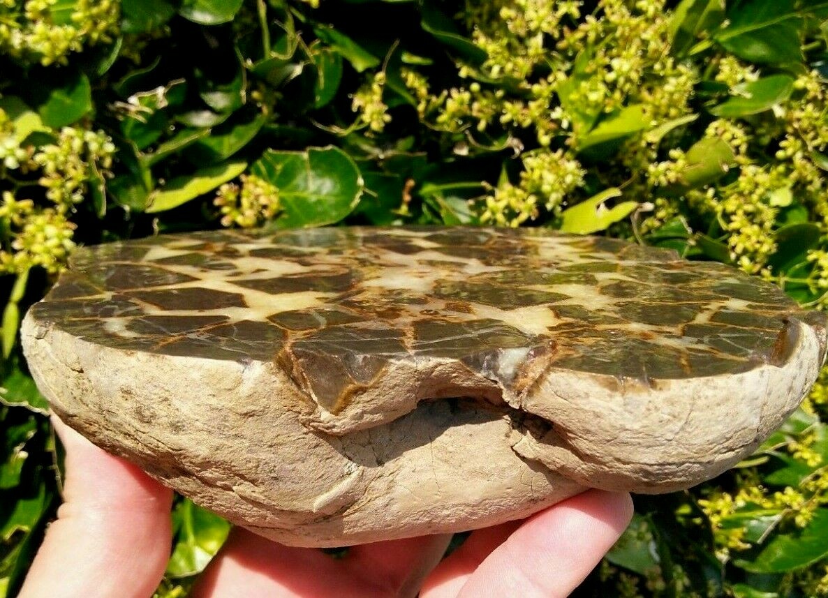 FACE CUT SEPTARIAN NODULE YELLOW CALCITE BRECCIA WHITE CRYSTAL UTAH 3LBS 9.1OZ!