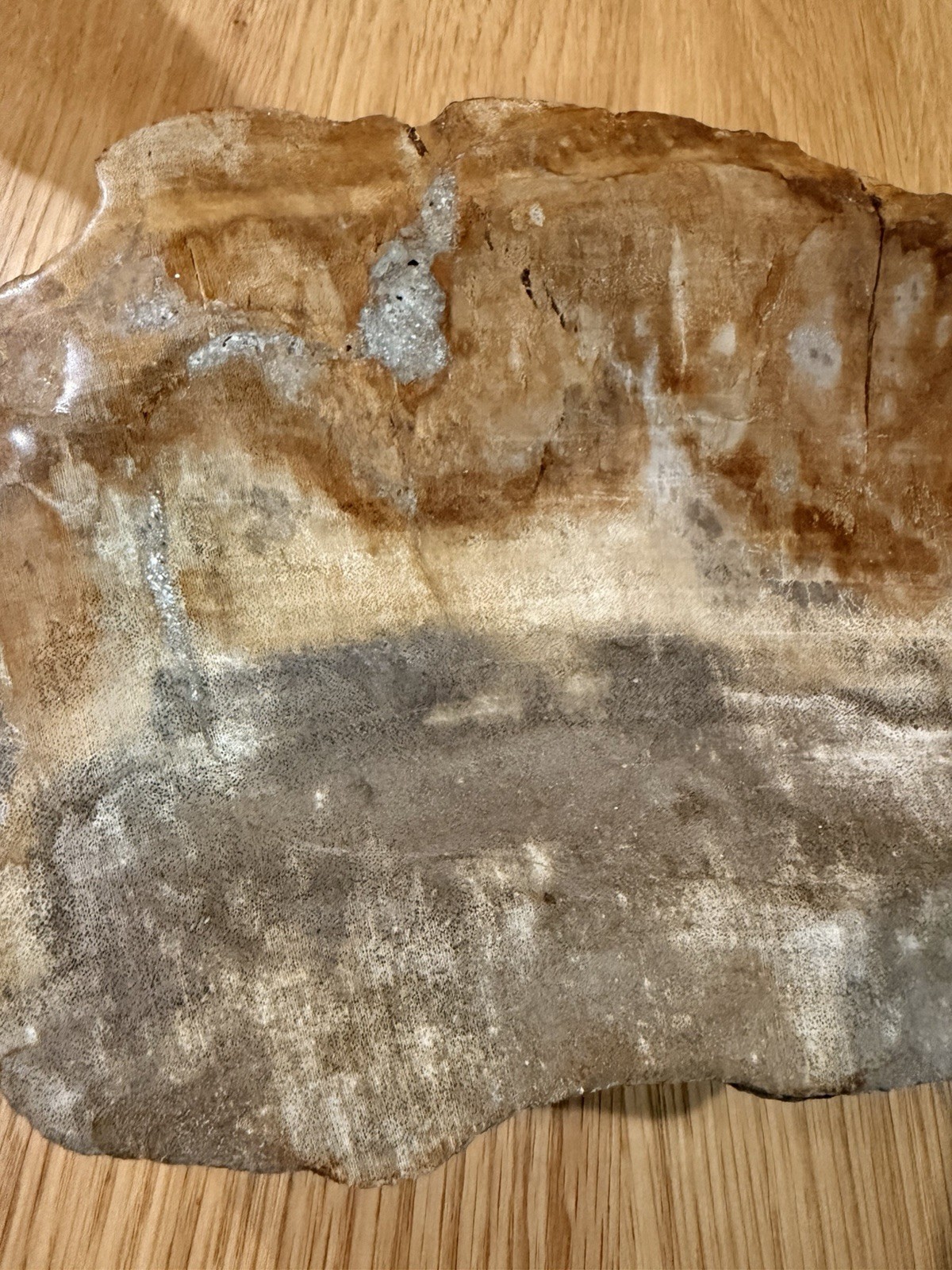 Large Petrified Wood carved And Polished Bowl 8.5 Amazing Statement Art