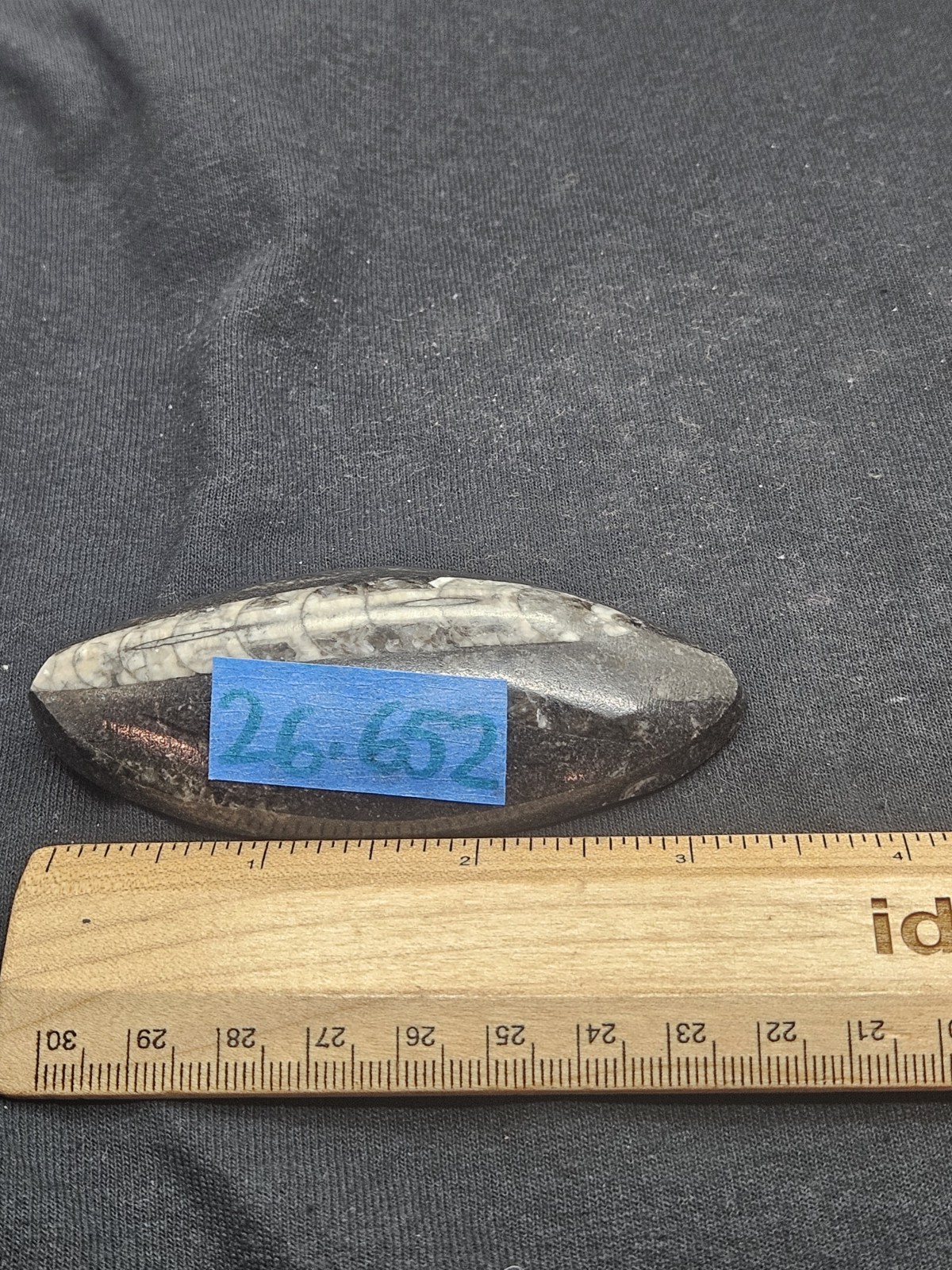 Polished Orthoceras Fossil Palm Stone – Morocco – Devonian Era Cephalopod