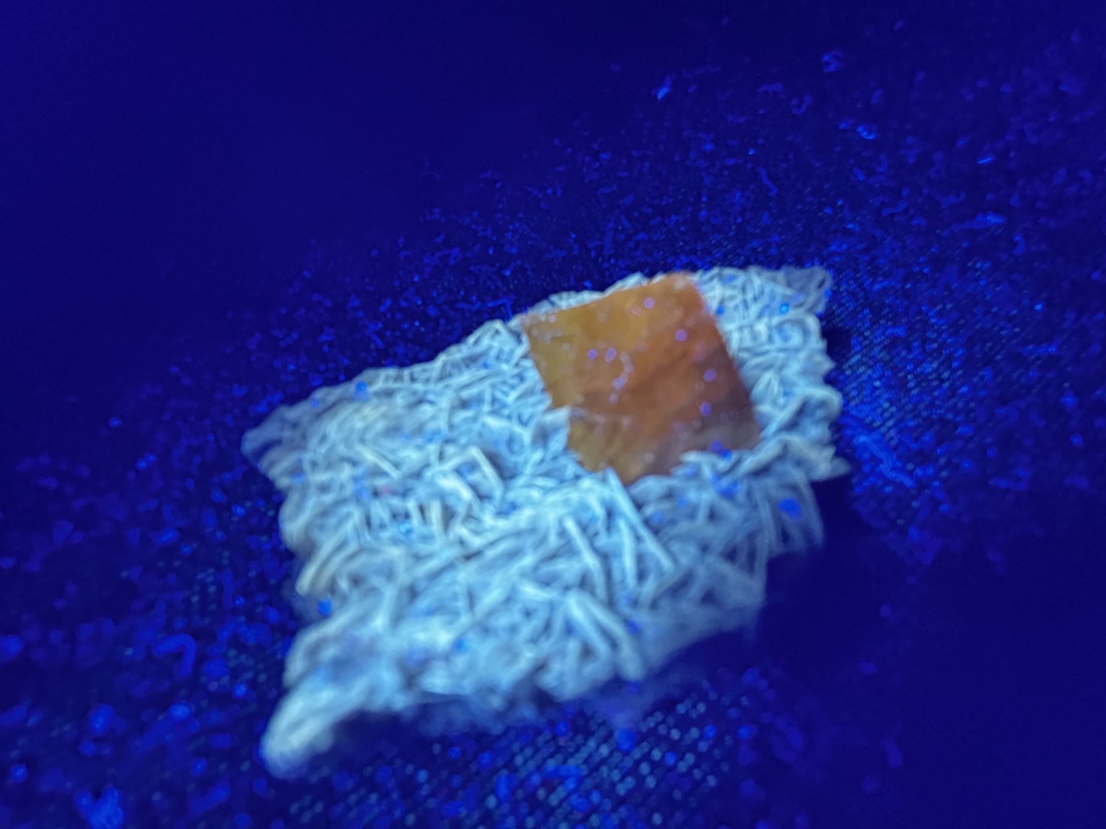 KB: SW FL BRIGHT BLUE/WHITE & LW ORANGE SCHEELITE XLS. FROM PINGWU MINE, CHINA