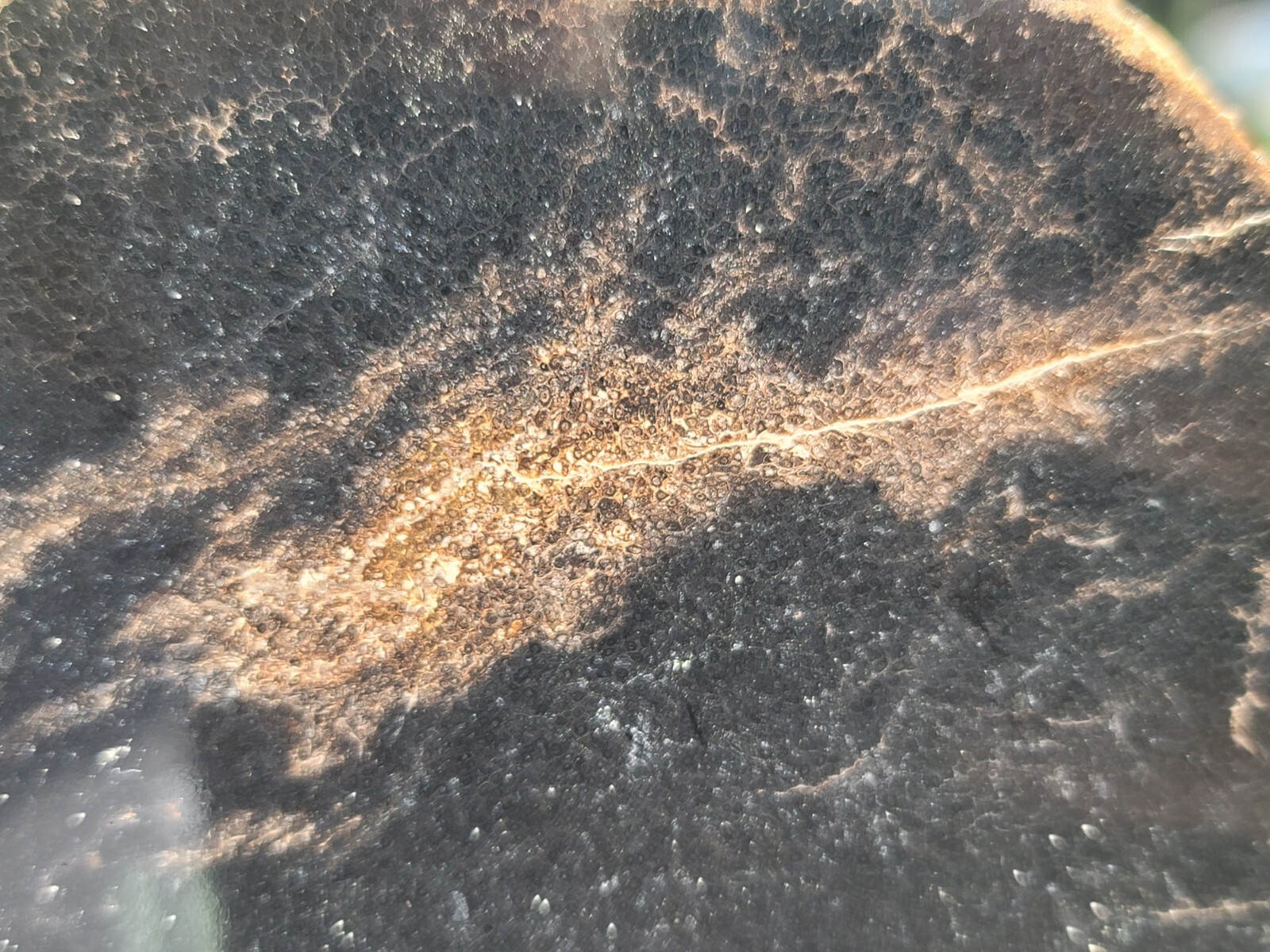 Tempskya Fossil Fern Polished Slab Utah