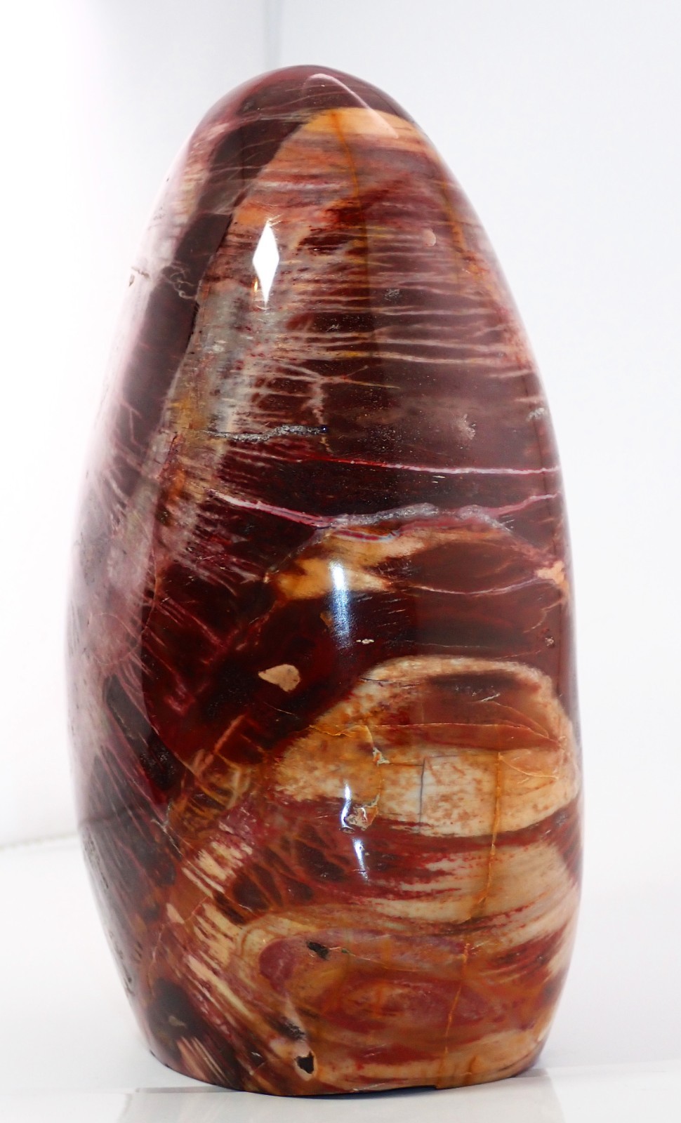 LARGE PETRIFIED RAINBOW WOOD POLISHED FREE-FORM, 7 INCHES TALL – 5 lb. 3oz