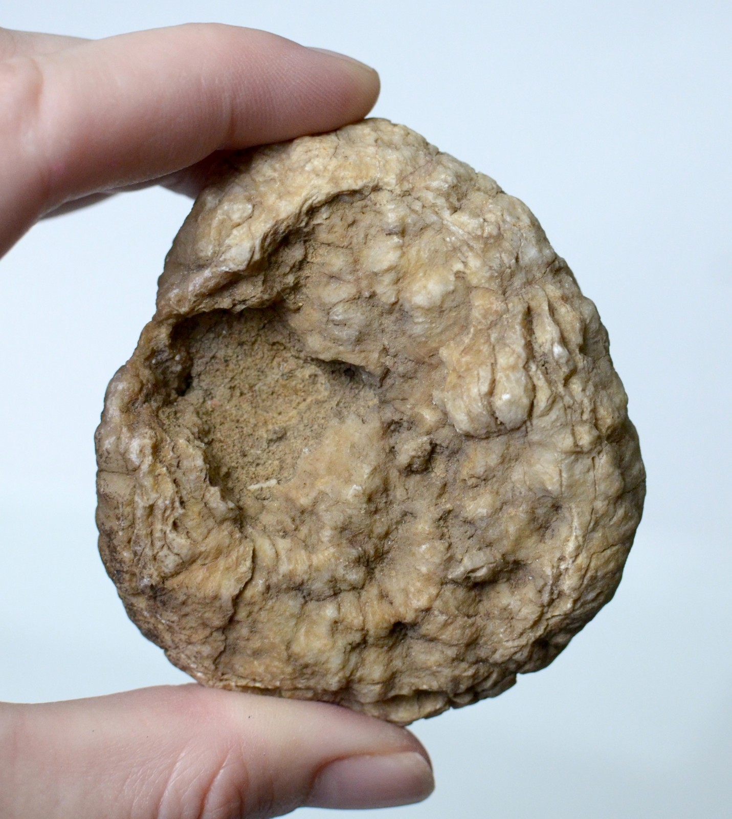 Lot of Kentucky Beekite Geodes | Unique Botryoidal Chalcedony