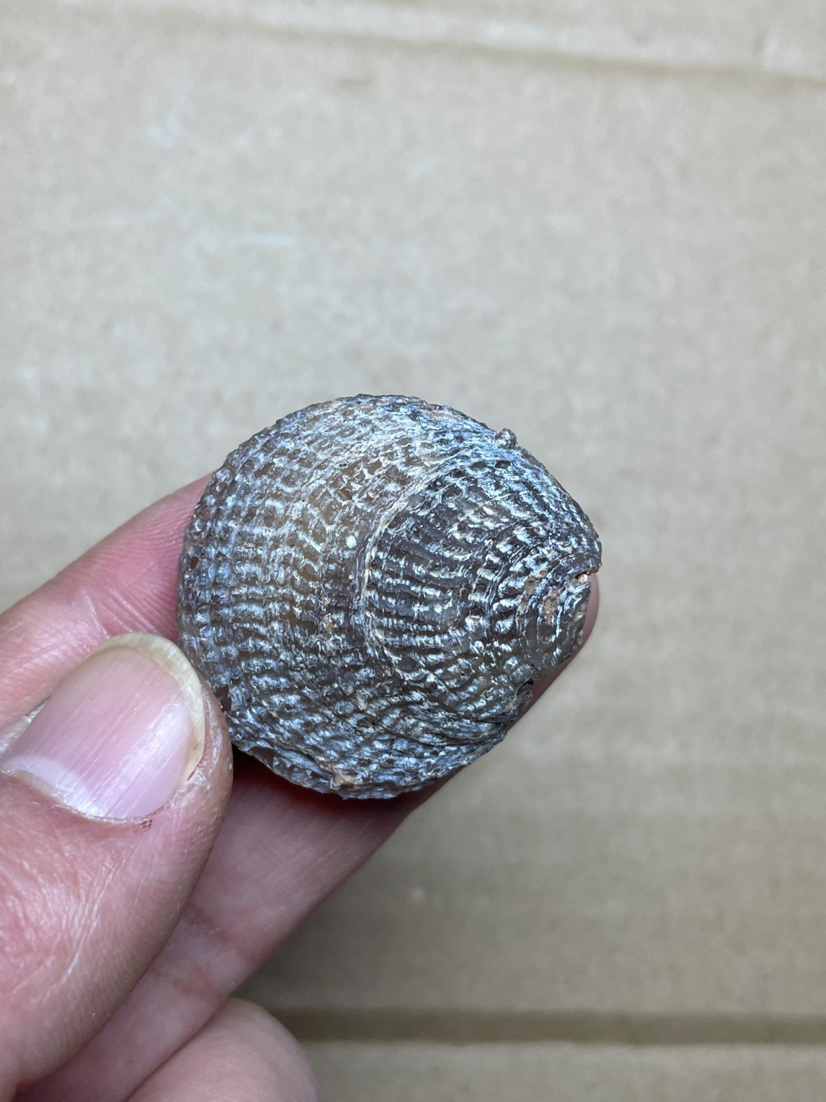 5 pieces Beautiful shell Landscape stone