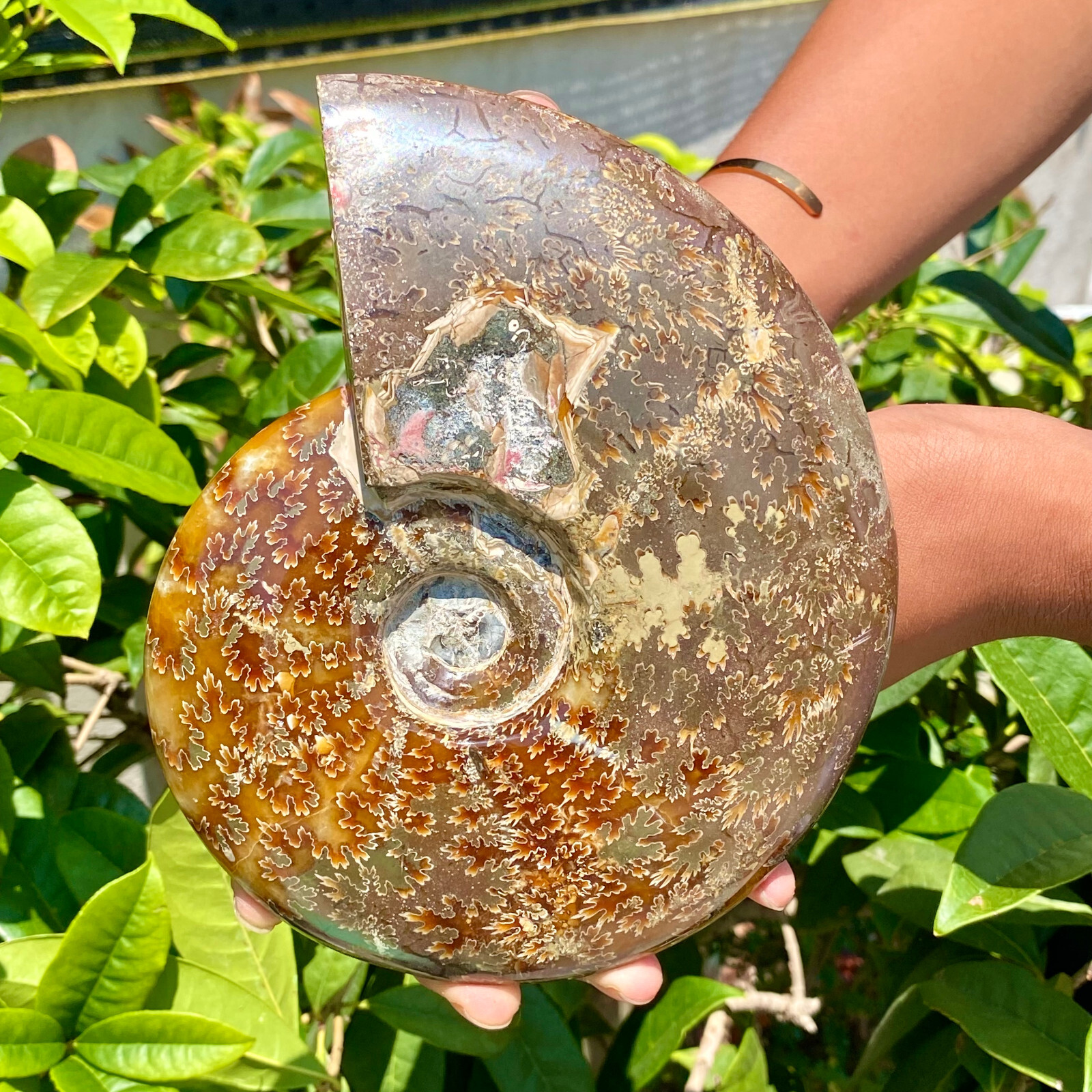 2.51LB Precious ammonite fossil shell specimen opaque yoga meditation energy