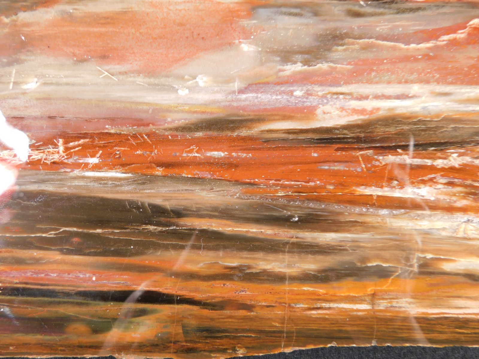 Big! 210 MILLION Year Old! Polished Petrified RAINBOW WOOD Fossil Arizona 1960gr