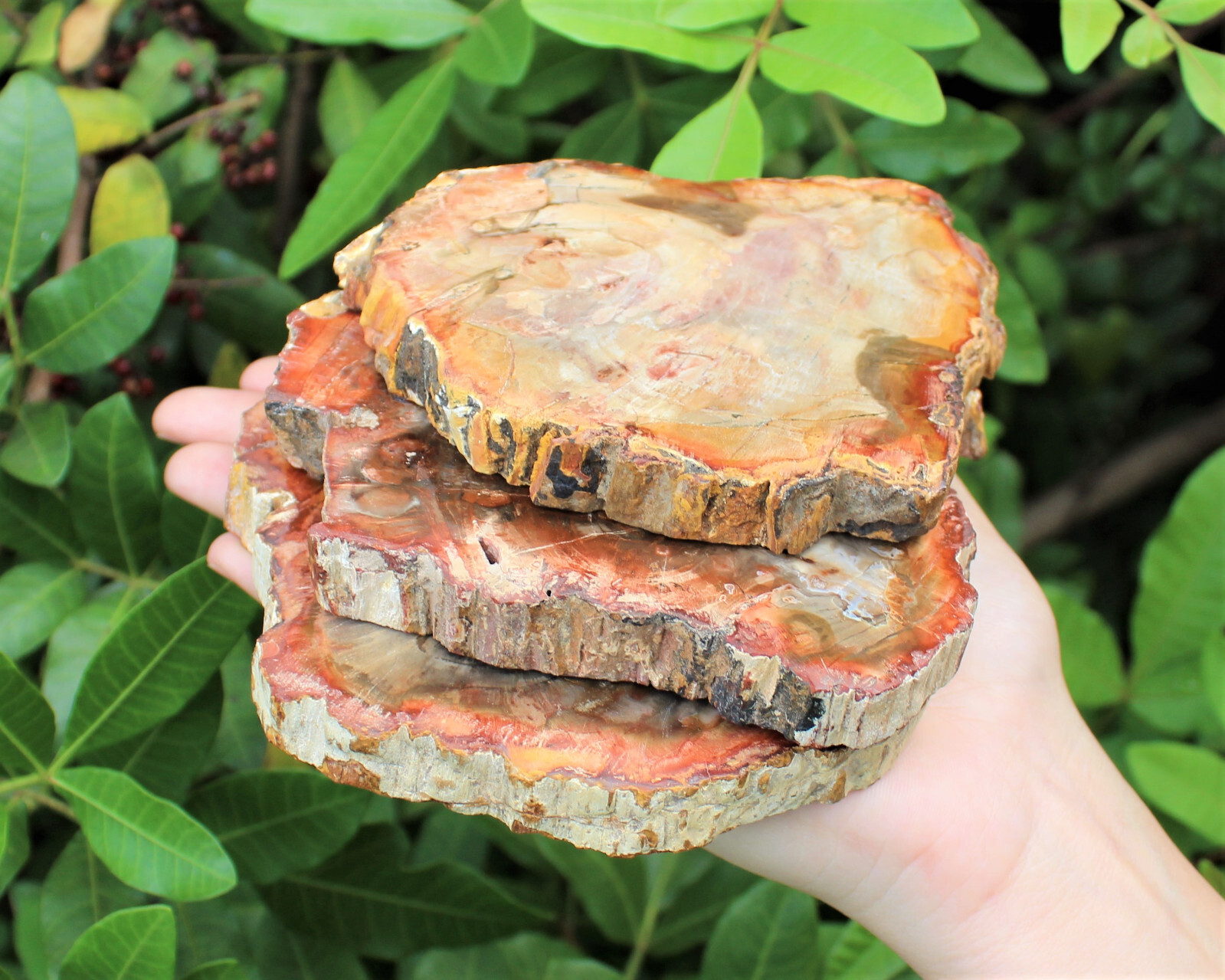 LARGE Petrified Wood Slabs 3.5 – 6″ (Fossilized Wood, Polished Petrified Wood)