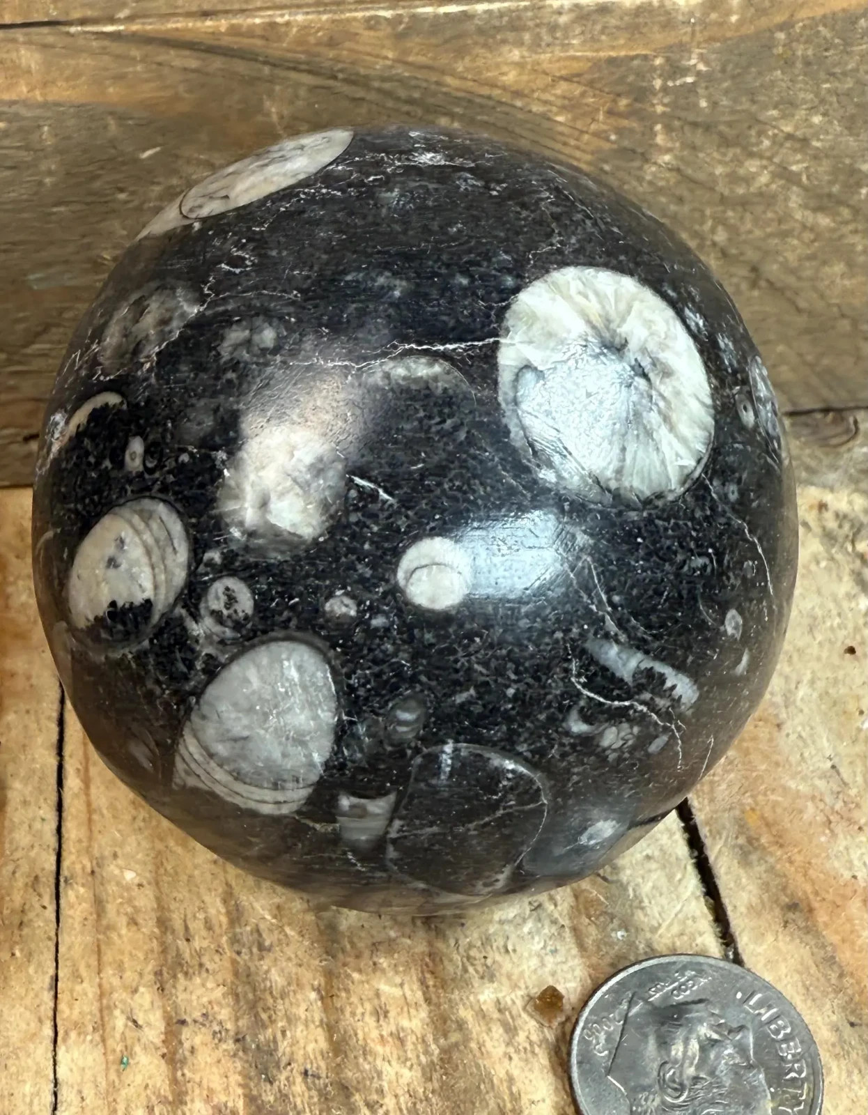 Polished Orthoceras Fossil Sphere (55mm)