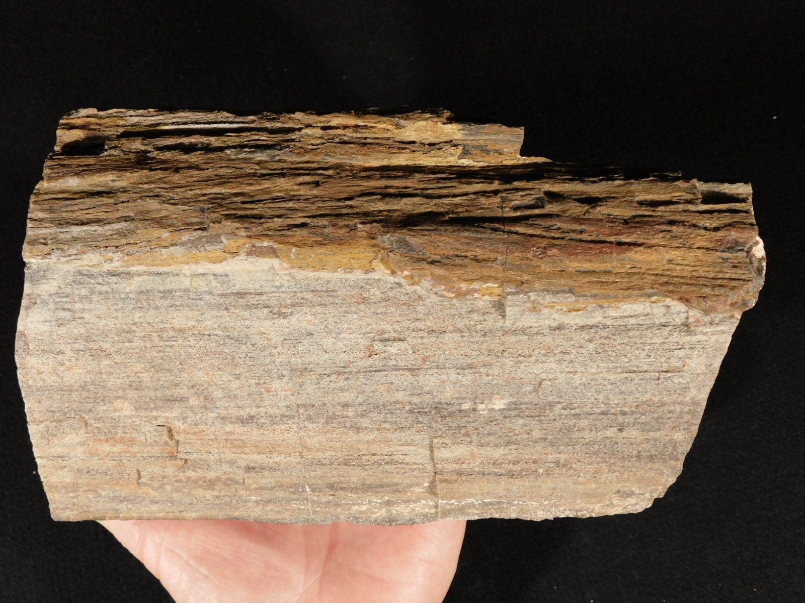 Nice BARK! Big Petrified Wood Fossil From Jurassic Utah 2575gr