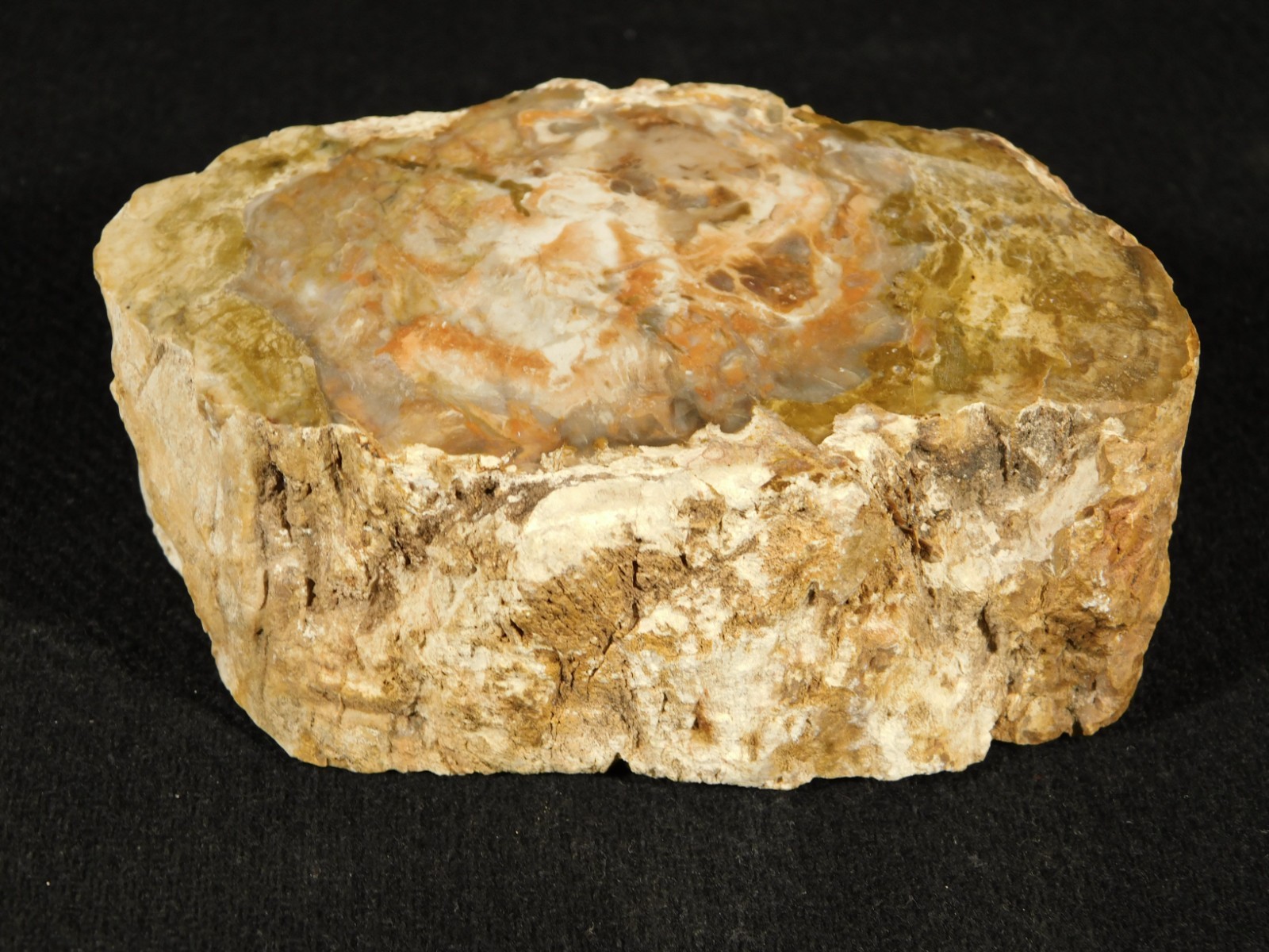 Nice BARK! 225 Million Year Old! Polished Petrified WOOD Fossil Madagascar 395gr