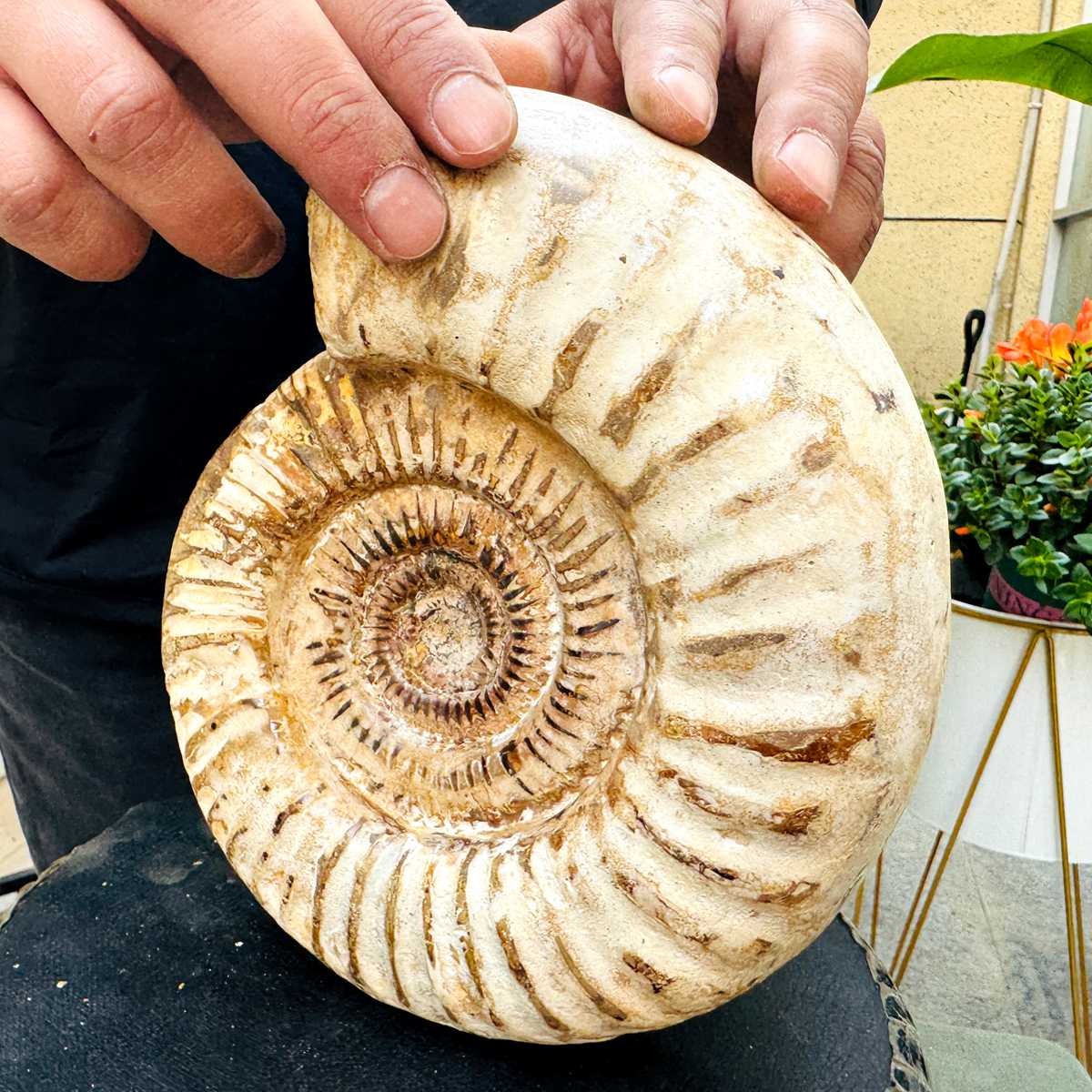 5.25LB Rare Large Natural Polished Natural Conch Fossil Specimens of Madagascar