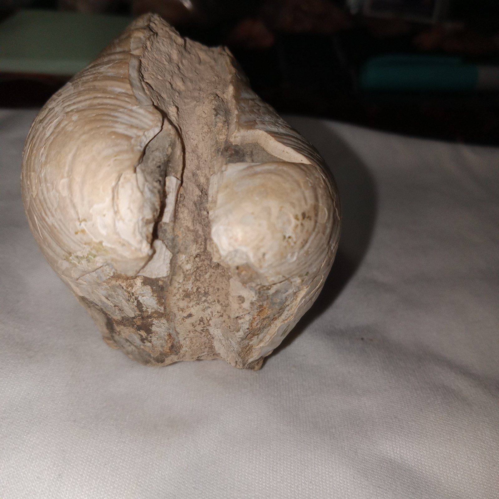 South Dakota Clam (Inoceramus) Fossil. 7.7oz. 3″×2″×1-7/8″