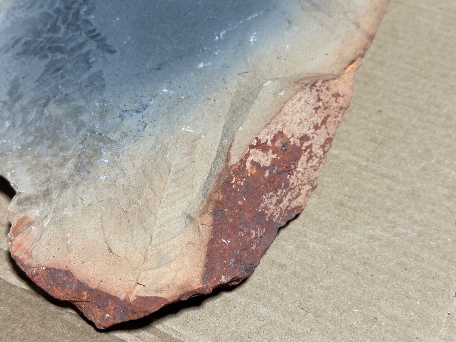 4lb 2oz Fern Fossil Red Sedimentary Shale