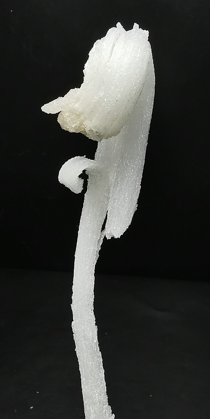 50gNatural ‘Ram’s Horn’ shape Selenite (Gypsum), Natural Mineral Specimen