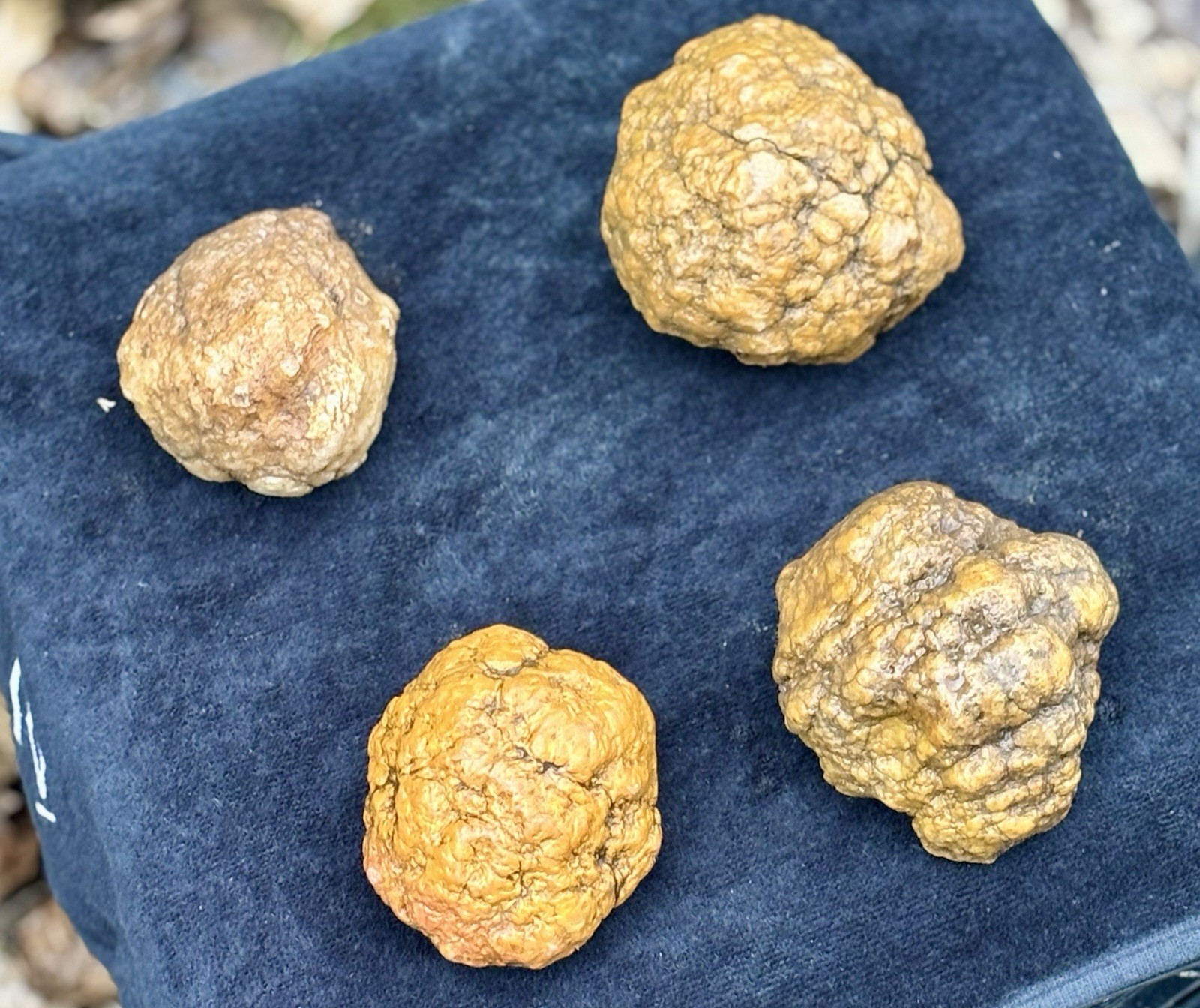 Lot of 4 MEDIUM Unopened Geodes | Jackson Co Indiana Glacial Boundary