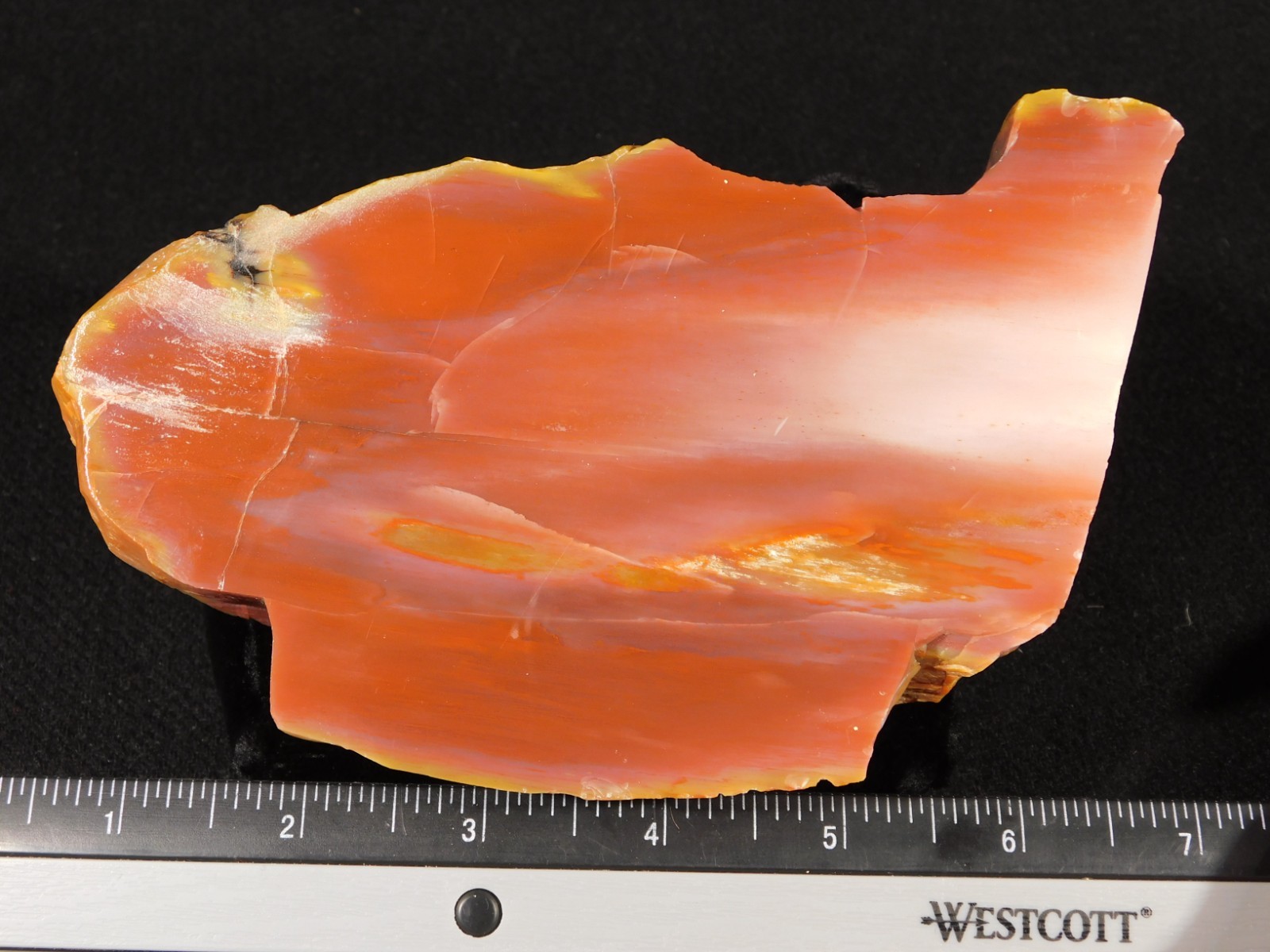 Larger 210 Million Year Old Polished Petrified RAINBOW WOOD Fossil Arizona 750gr