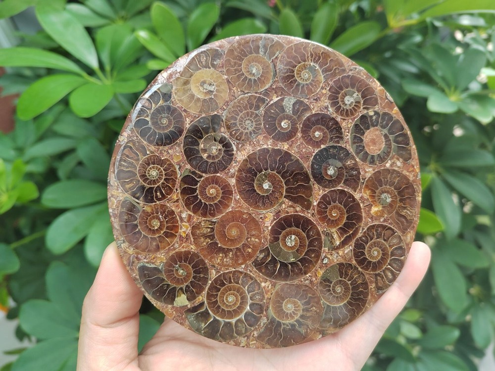 Natural Ammonite Disc Fossil Conch Specimen Healing +Stand 1PC