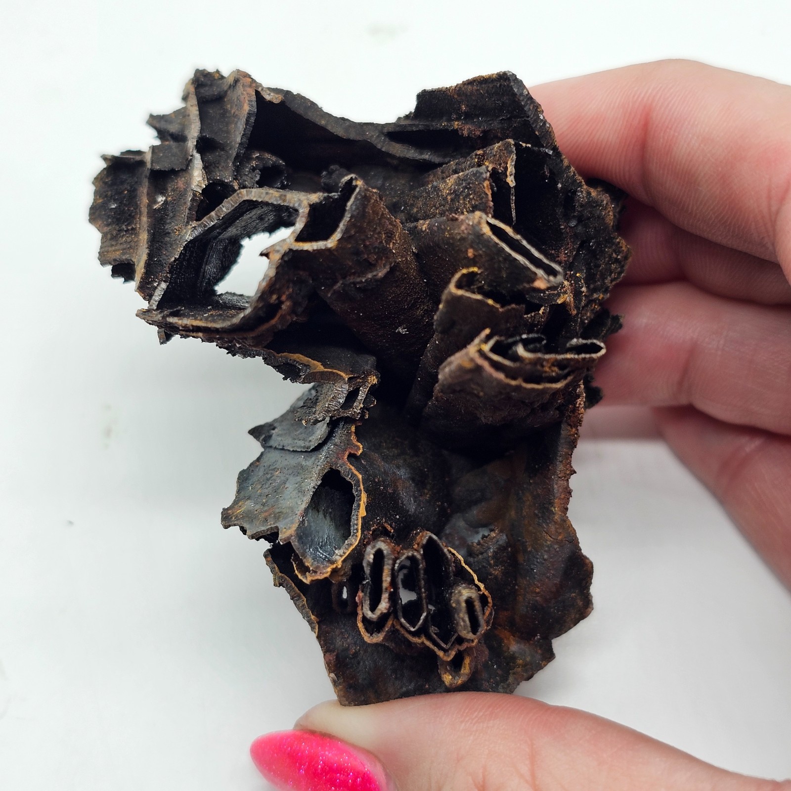 Goethite and Limonite Epimorphs of Gypsum Selenite Santa Eulalia, Mexico