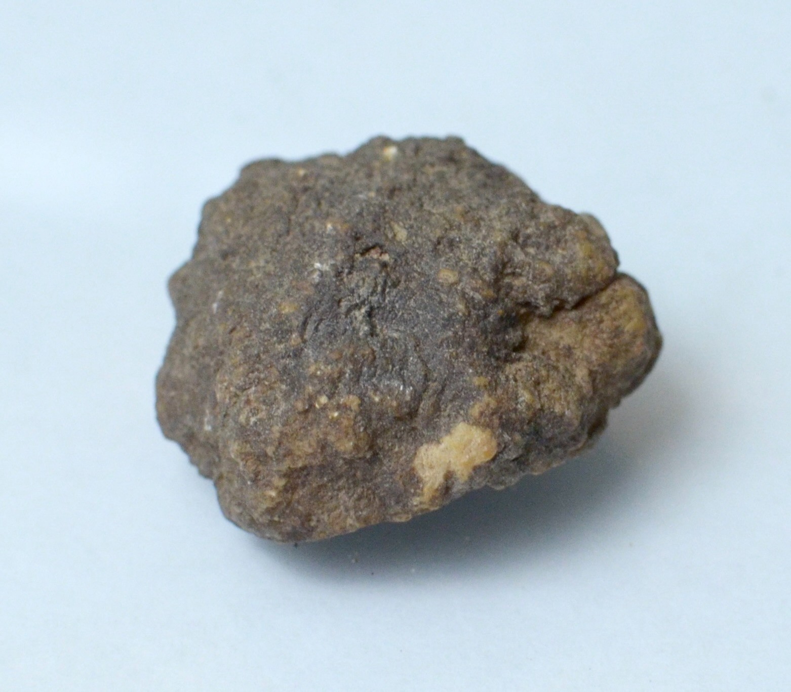 Lot of Kentucky Beekite Geodes | Unique Botryoidal Chalcedony