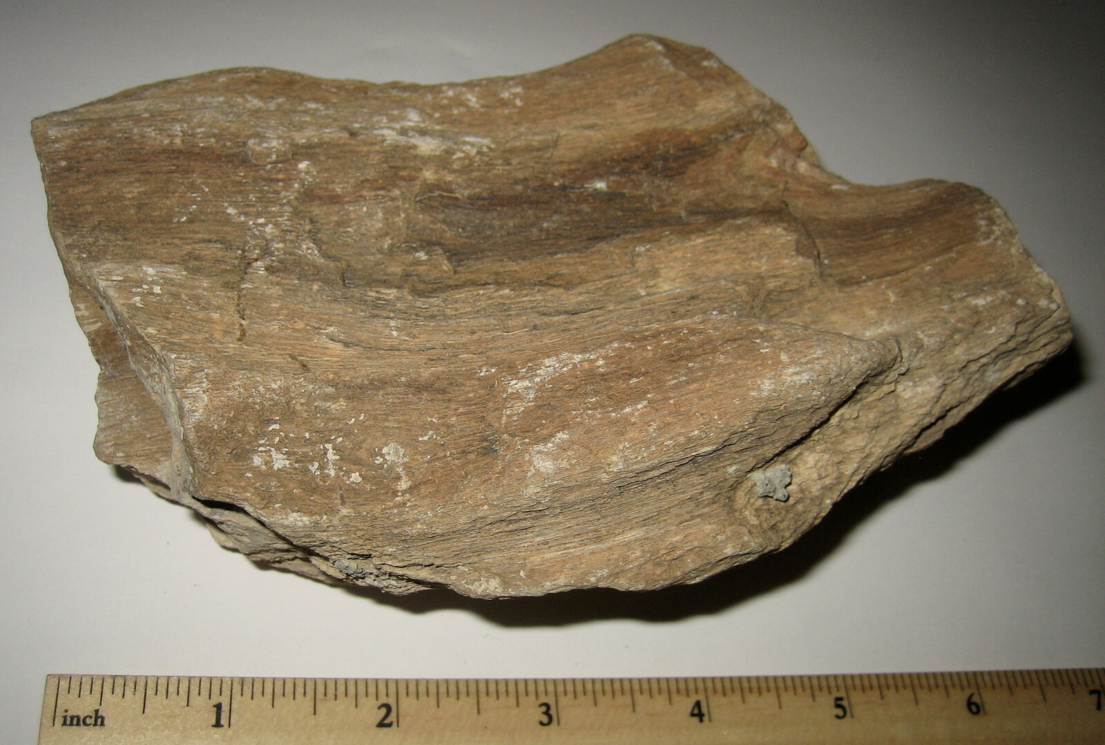 5.5″ NATURAL ROUGH COLORADO RIVER PETRIFIED IRON WOOD FOSSIL STONE 942grams *20