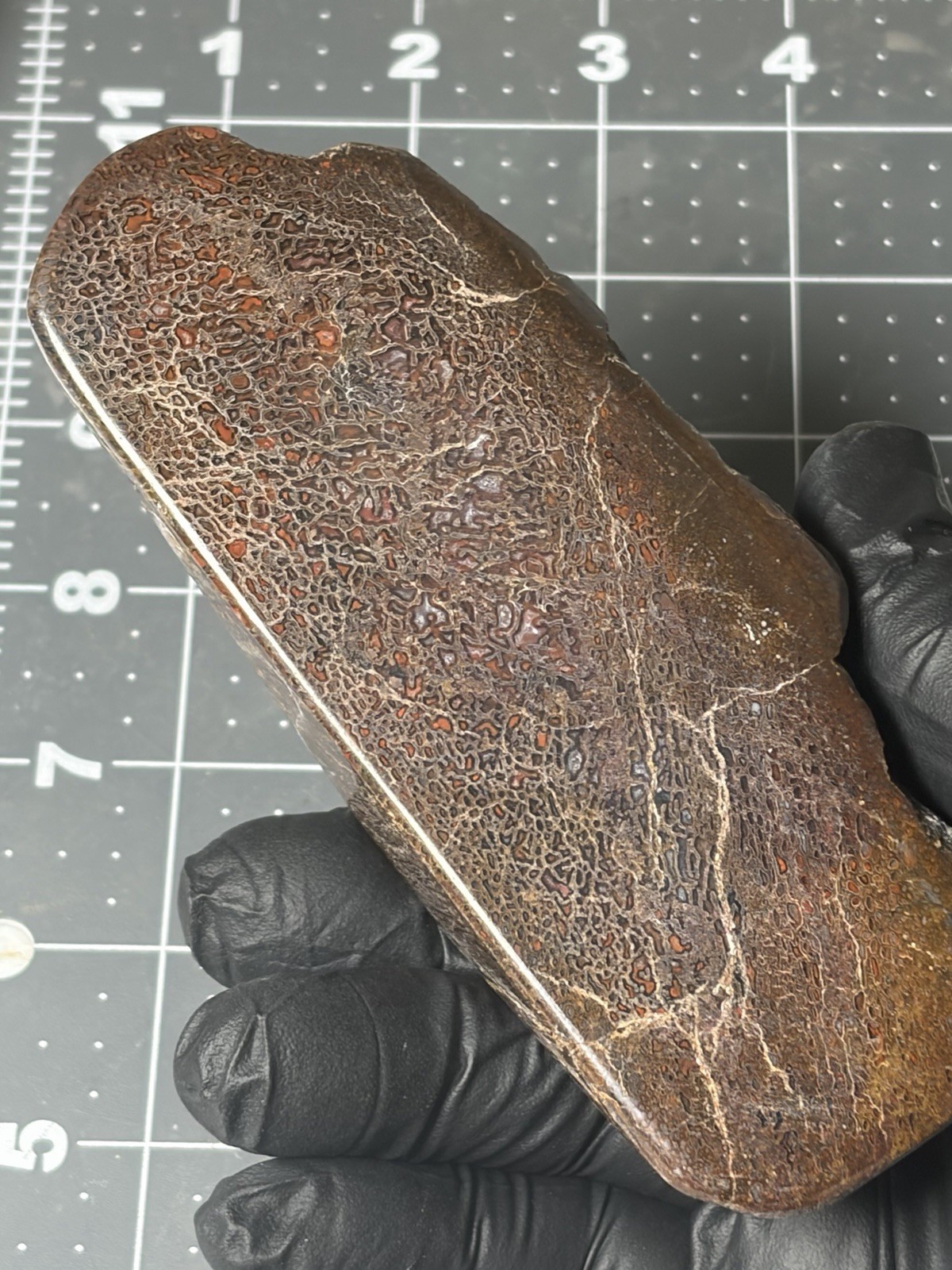 Agatized Dinosaur Gem Bone Polished Specimen Good Cell Structures Free Standing