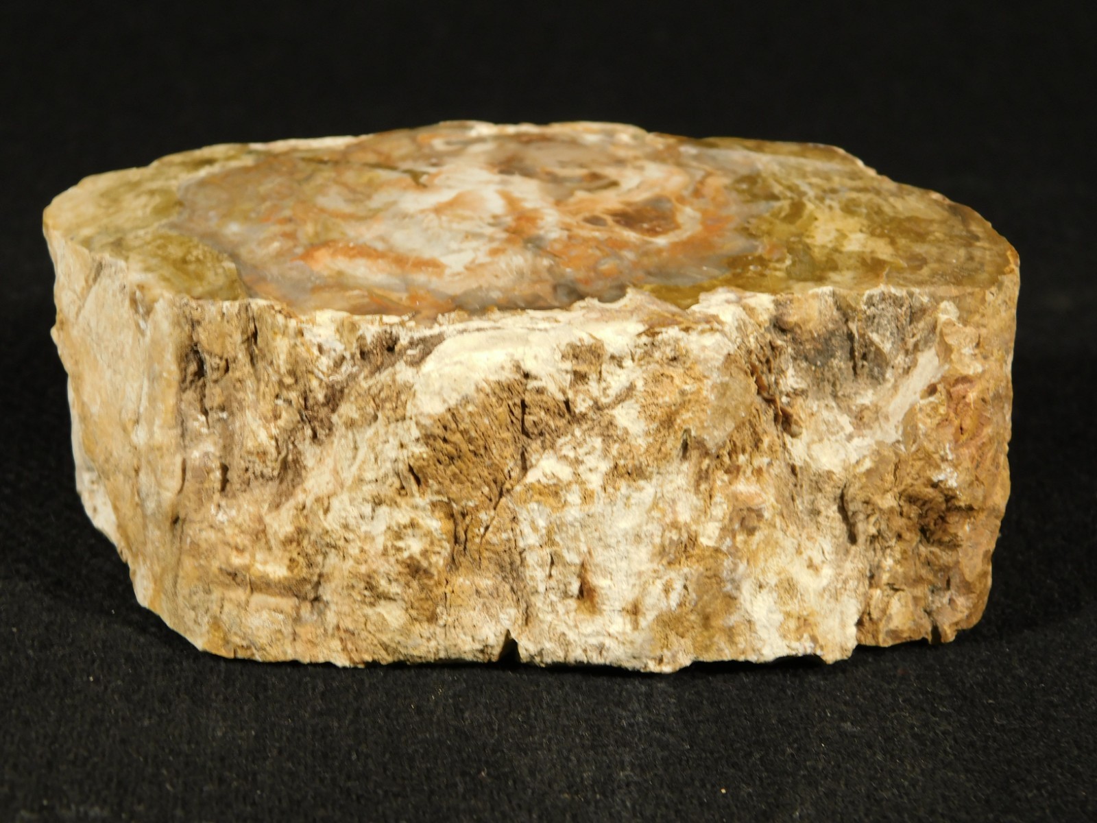 Nice BARK! 225 Million Year Old! Polished Petrified WOOD Fossil Madagascar 395gr