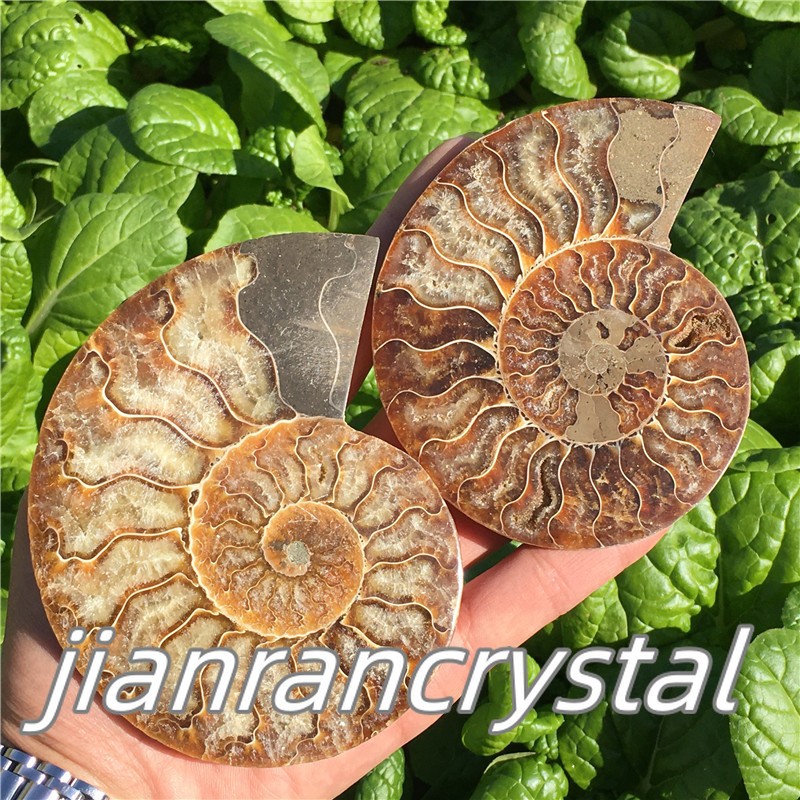 Natural ammonite fossil conch Crystal specimen healing+stand 1PC 200g+