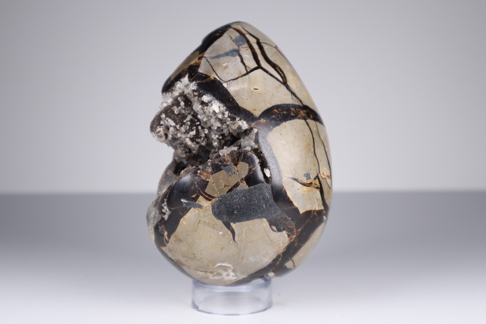 Huge Septarian Dragon Egg 4.3lb Calcite Crystal Cave Fossil Shell Display Stone