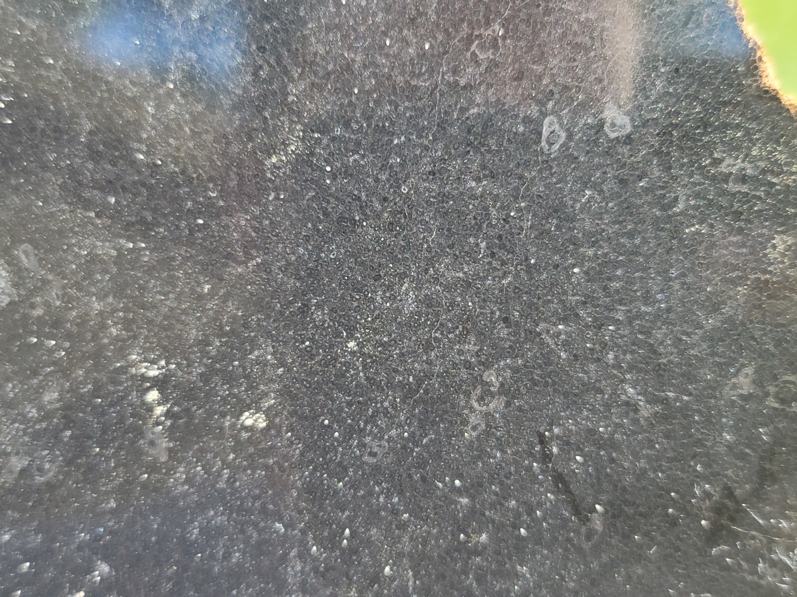 Tempskya Fossil Fern Polished Slab Utah