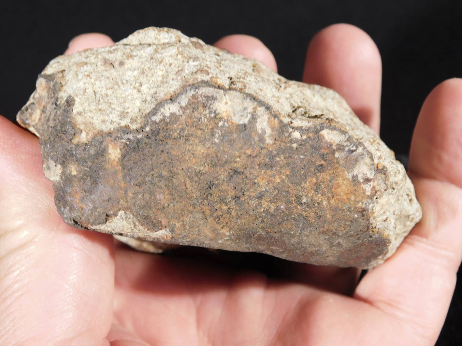 Larger! CLASSIFIED NWA 8245 METEORITE with Dark Fusion Crust Erfoud, Morocco 471