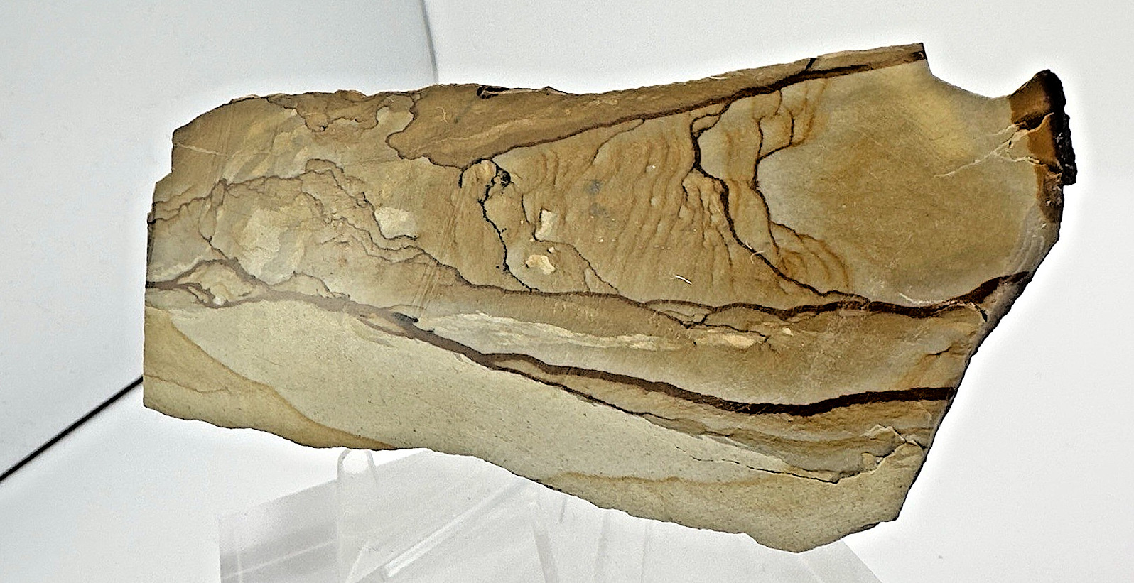 2) Rare Polished Ohwlee Picture Jasper Slab 5.25″ Display Specimen 2.8 oz