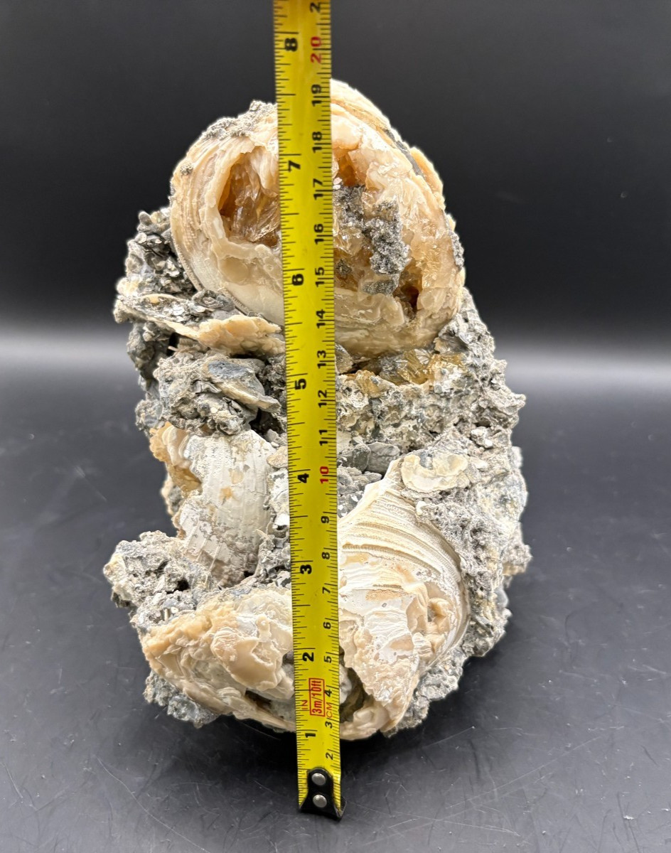 Premium Calcite Clam Fossil Cluster 8″ in Matrix – Cut Display Base – OTS
