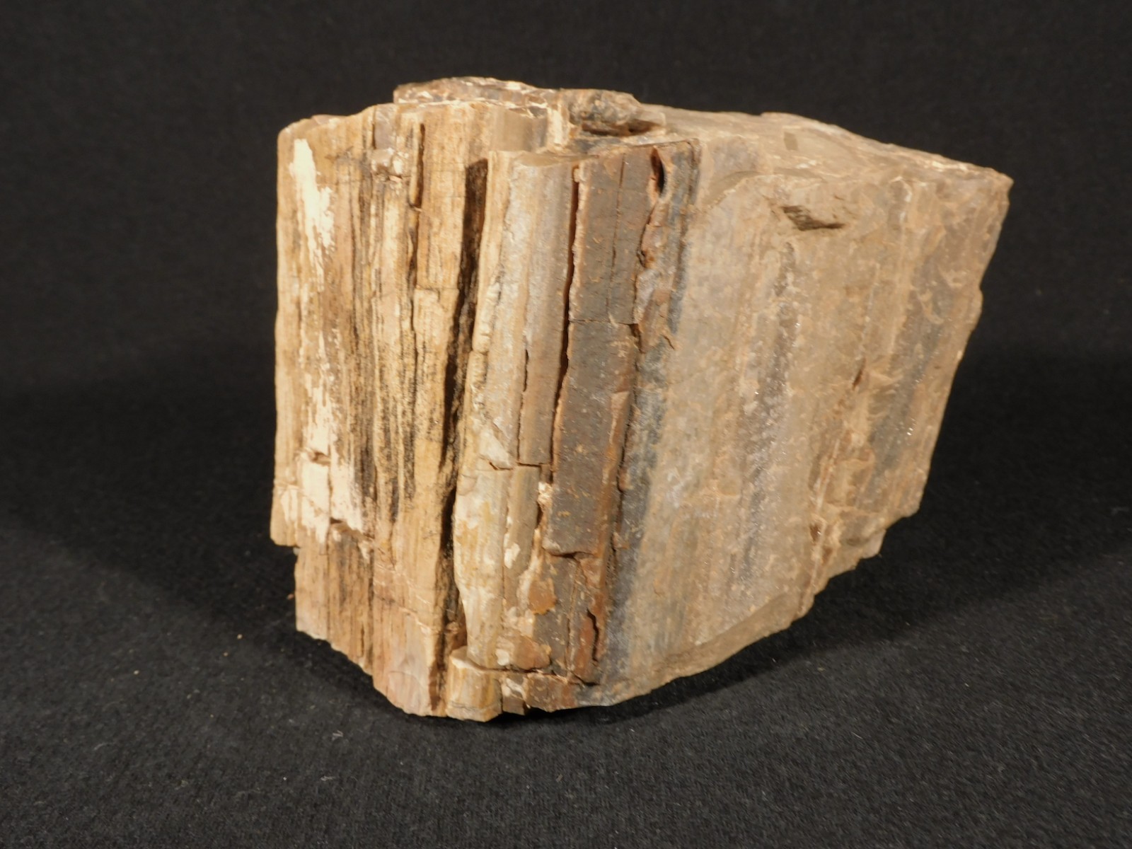 Nice BARK! Big Petrified WOOD Fossil From JURASSIC Utah 2200gr