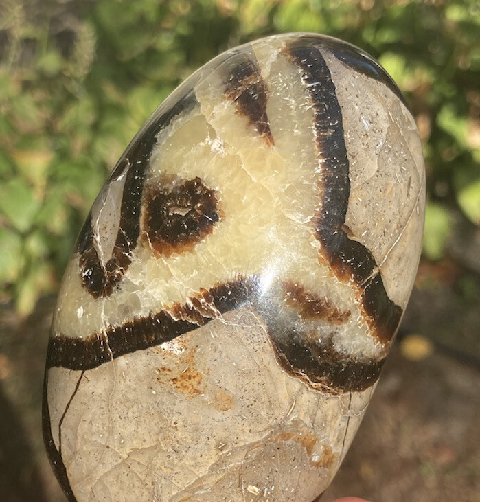 293g Polished SEPTARIAN Palm Stone Healing Crystal Mahajanga Madagascar 3.7″