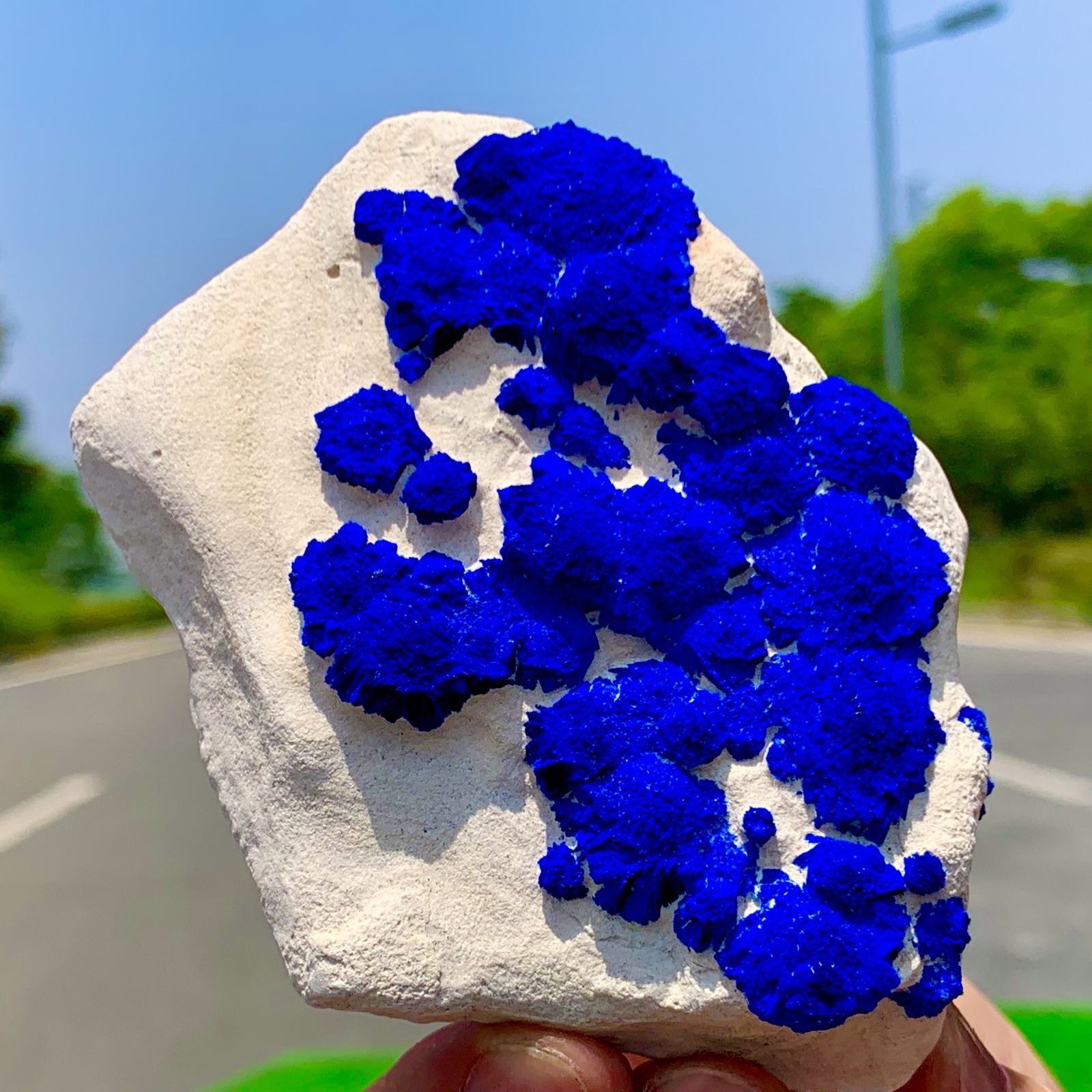 145GRare!Australia Klein blue azurite sunflower coexists on white kaolin bedrock