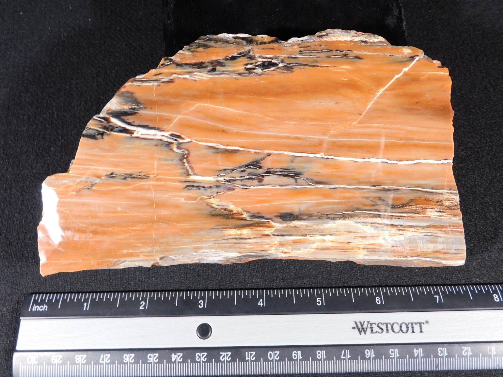 210 Million Year Old! Polished RAINBOW Petrified WOOD Fossil Slab Arizona 643gr