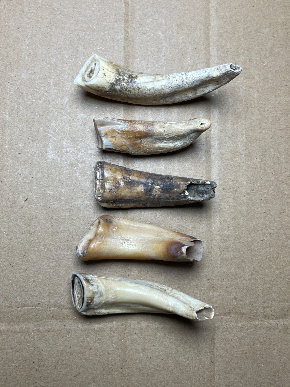 5 pieces Beautiful Ice Age tooth collection