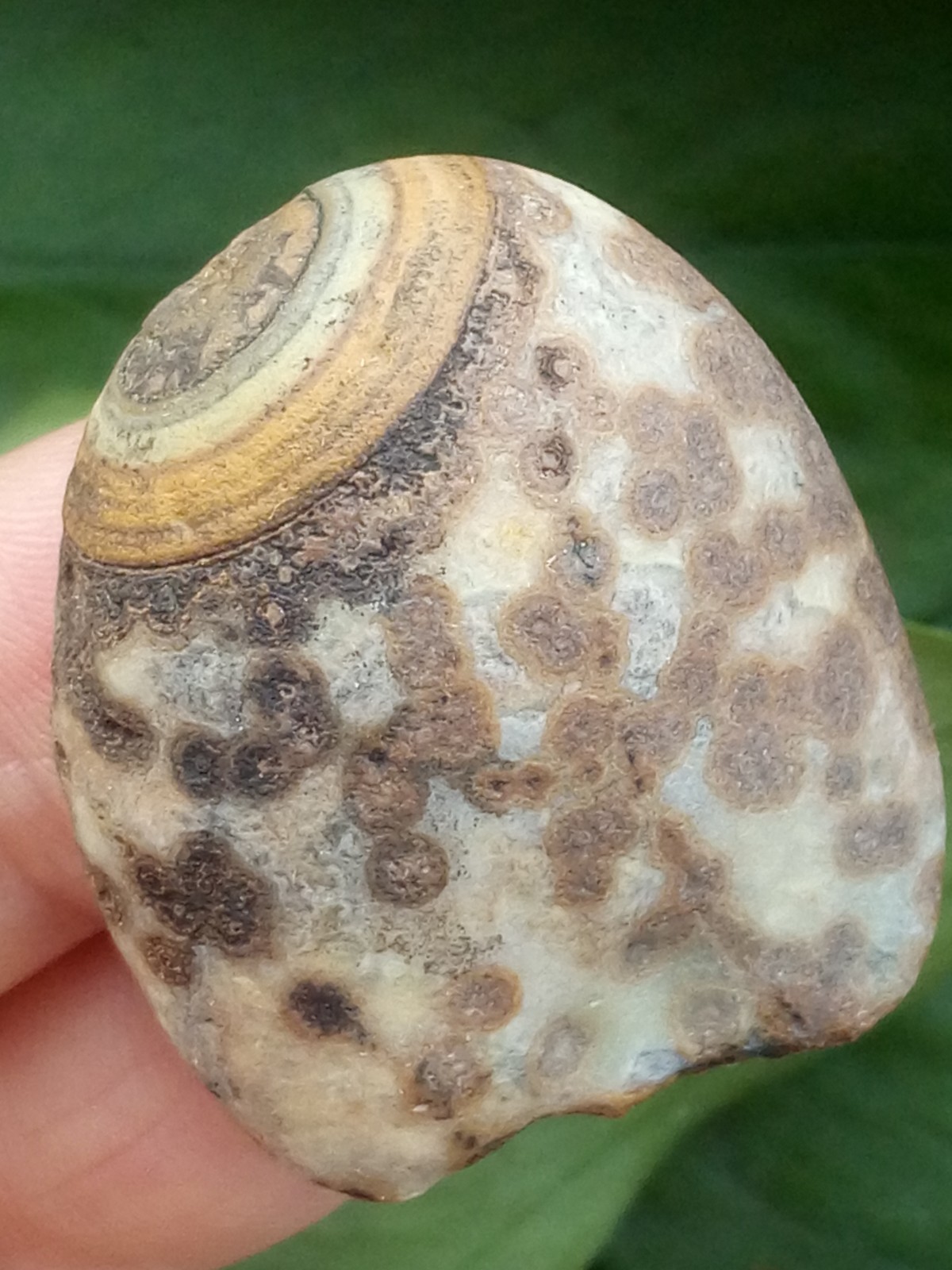 36mm Natural Gobi agate eye agate stone collection