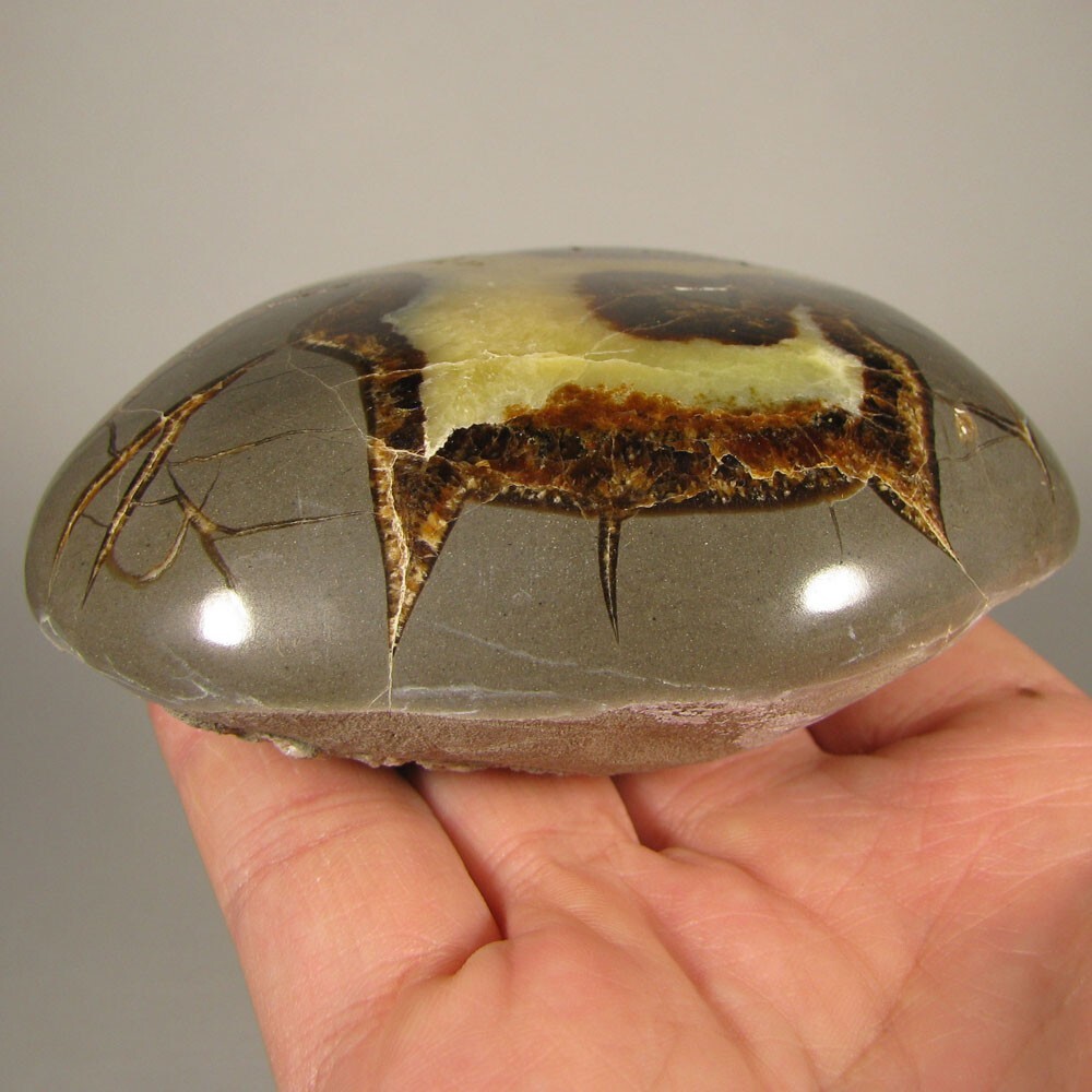 3.8″ SEPTARIAN Turtleback Polished Geode End Slab – Utah