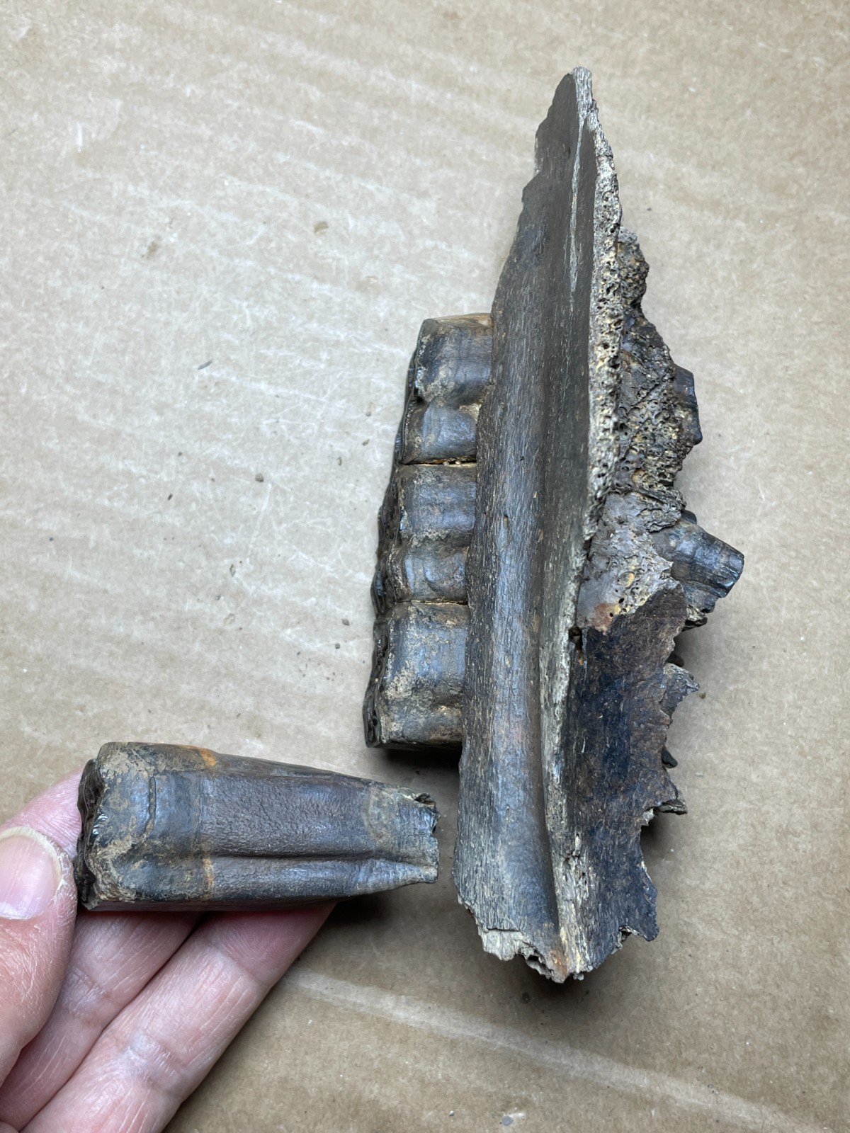 300g Beautiful Ice Age tooth collection
