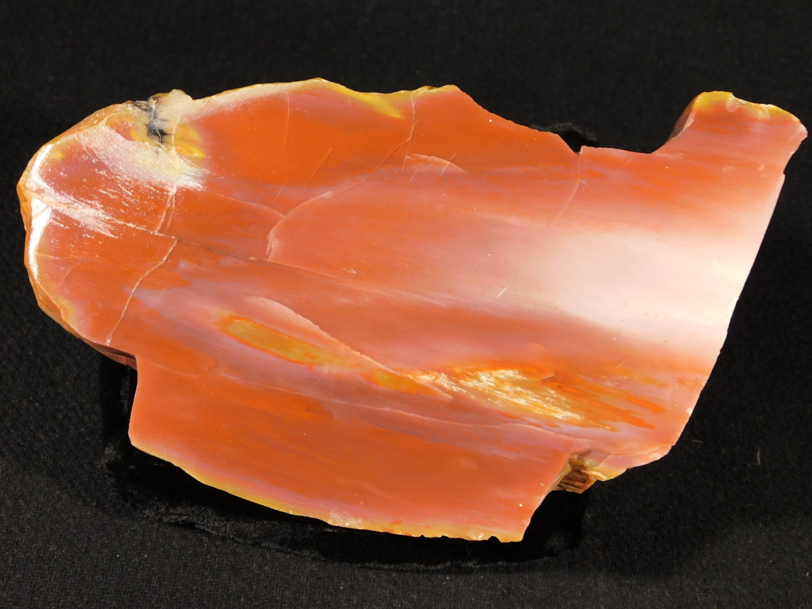 Larger 210 Million Year Old Polished Petrified RAINBOW WOOD Fossil Arizona 750gr