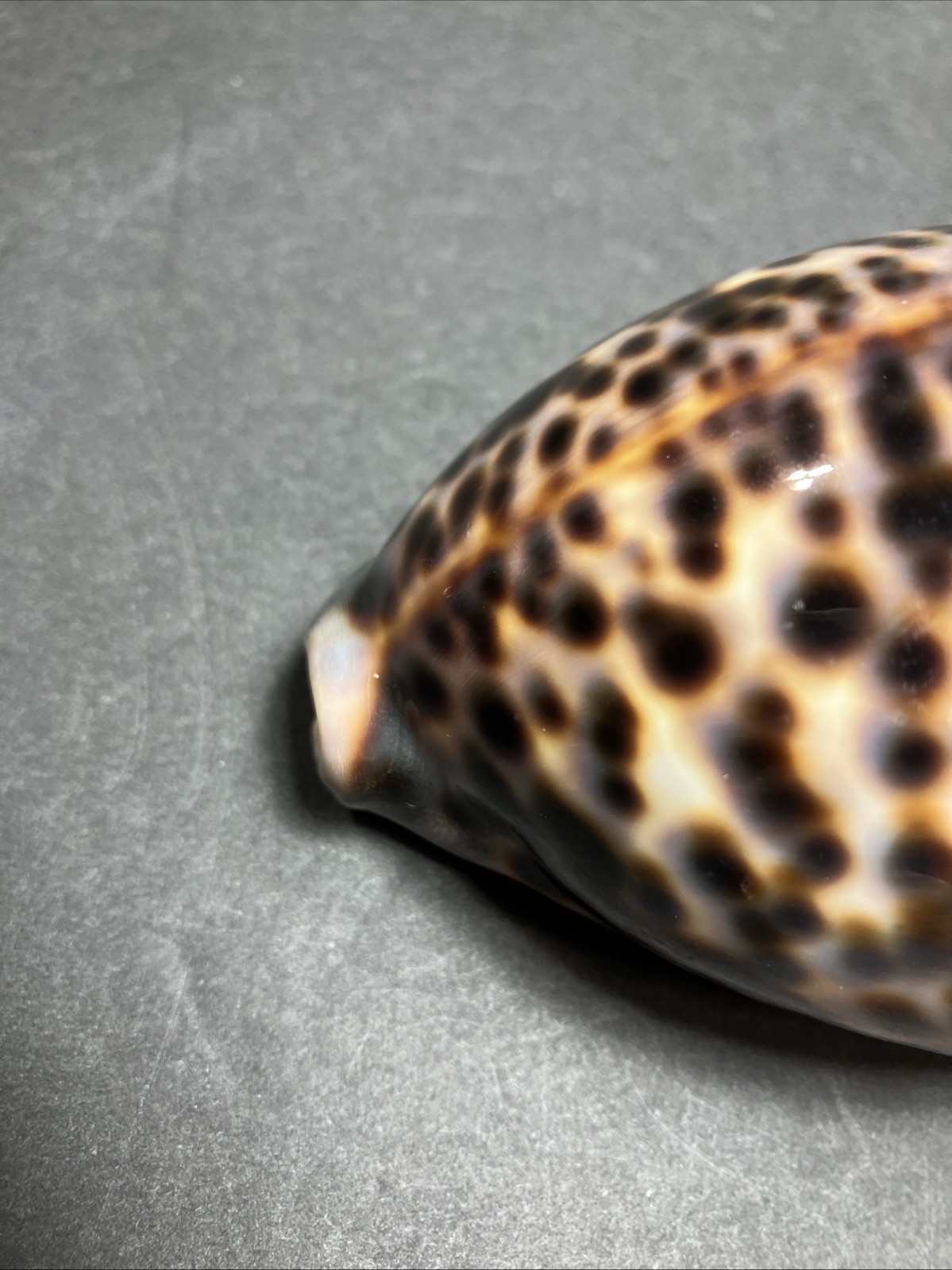 Tiger Cowrie-Cypraea Tigris Shell 3.75” – 9.5 Cm Long Nice Size And Color