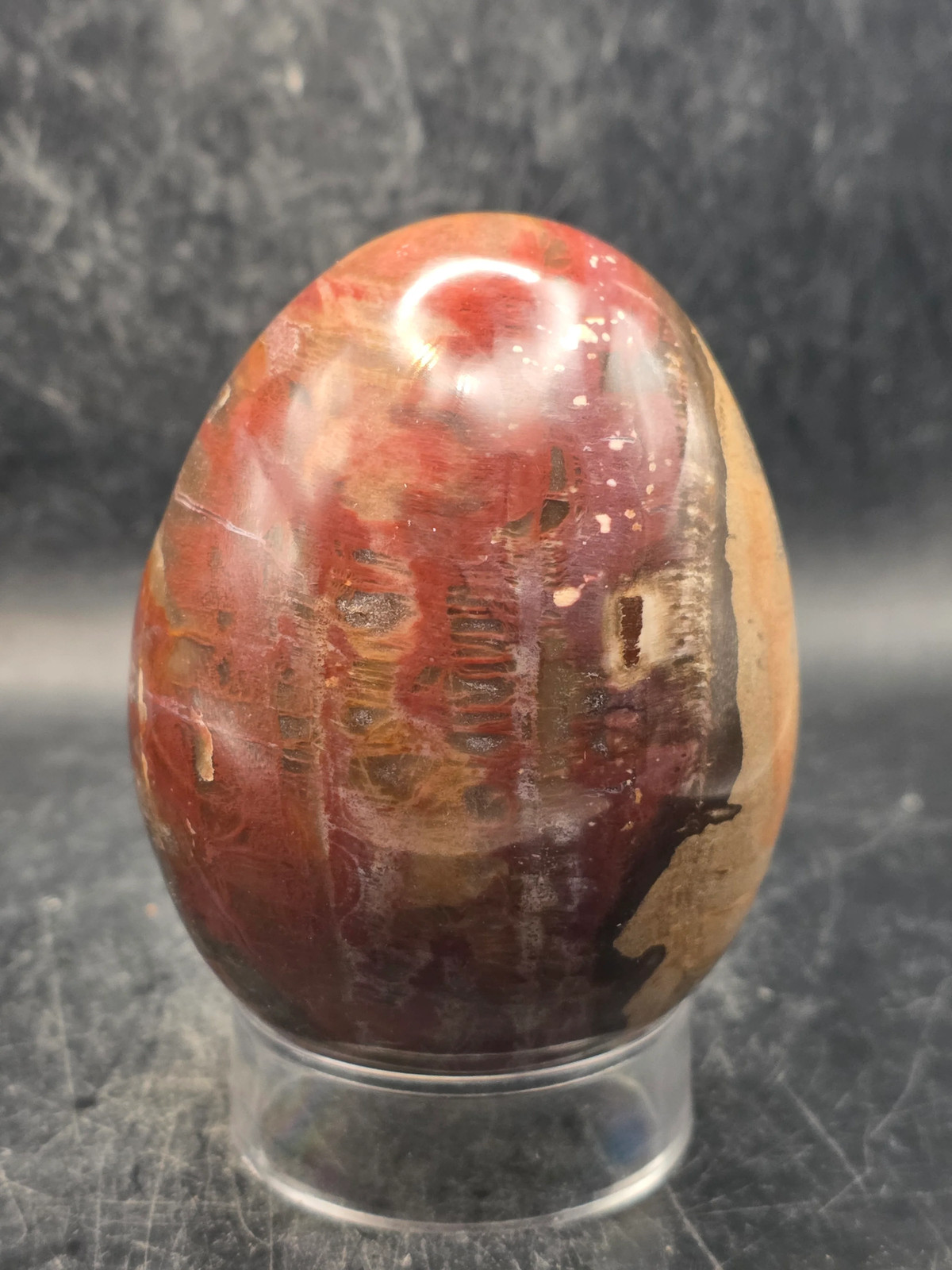 Petrified wood egg! 15 ounces, 3.1 inches tall, 2.4 inches wide!